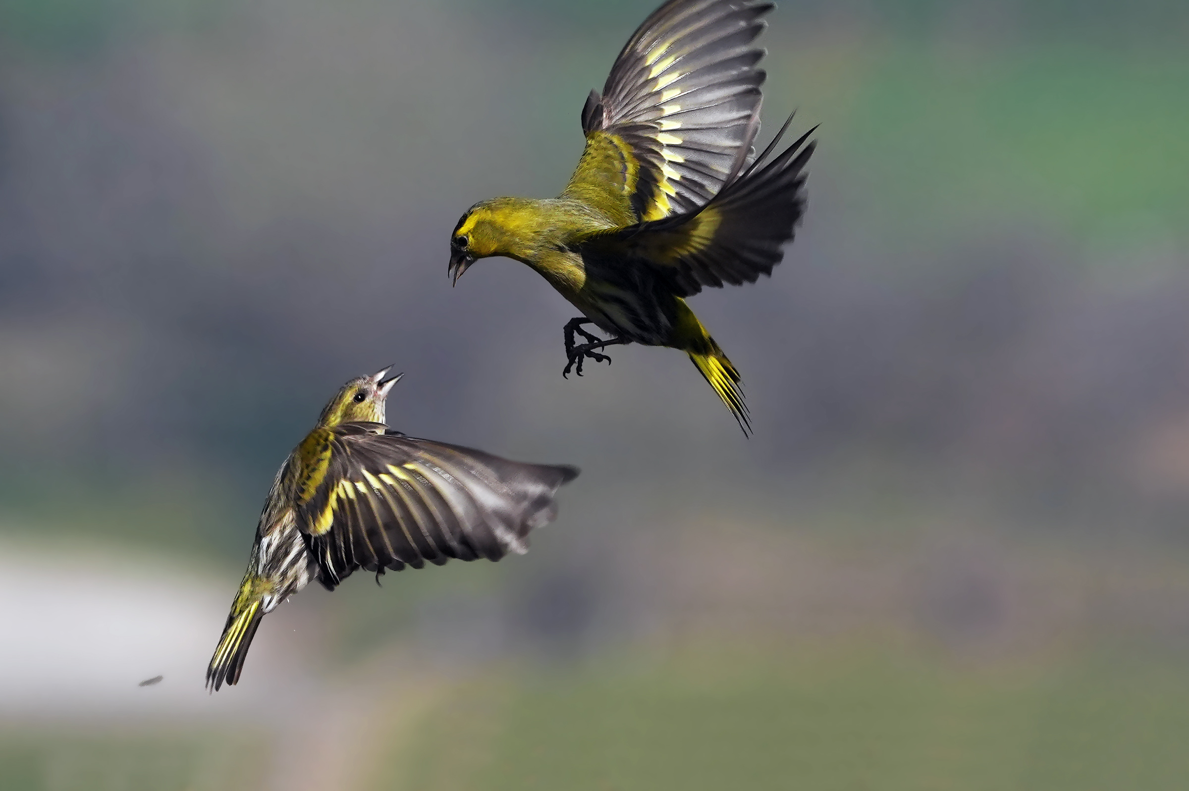 Disputes