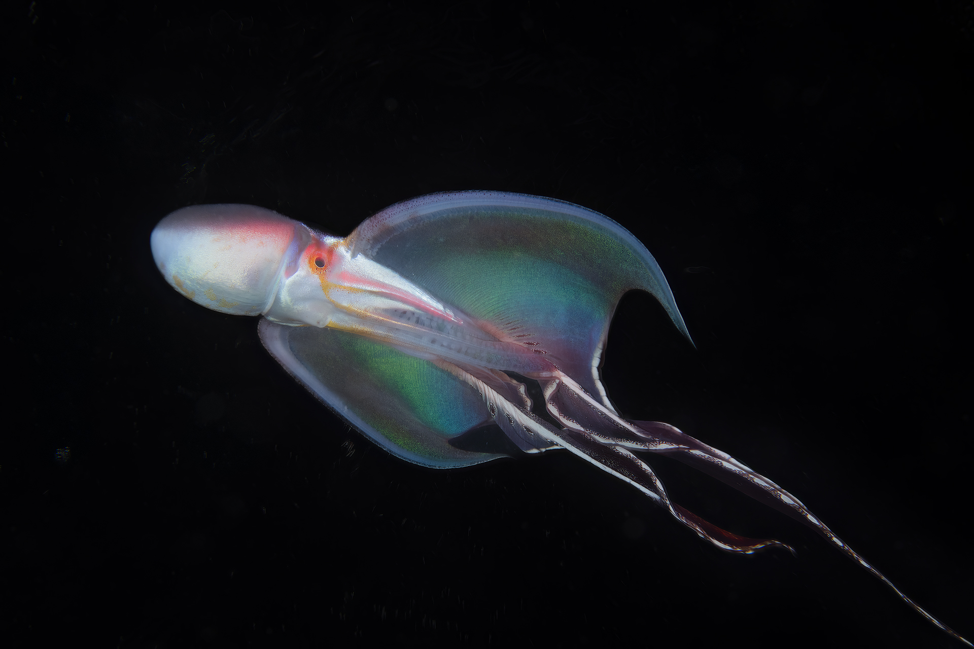 Tremoctopus
