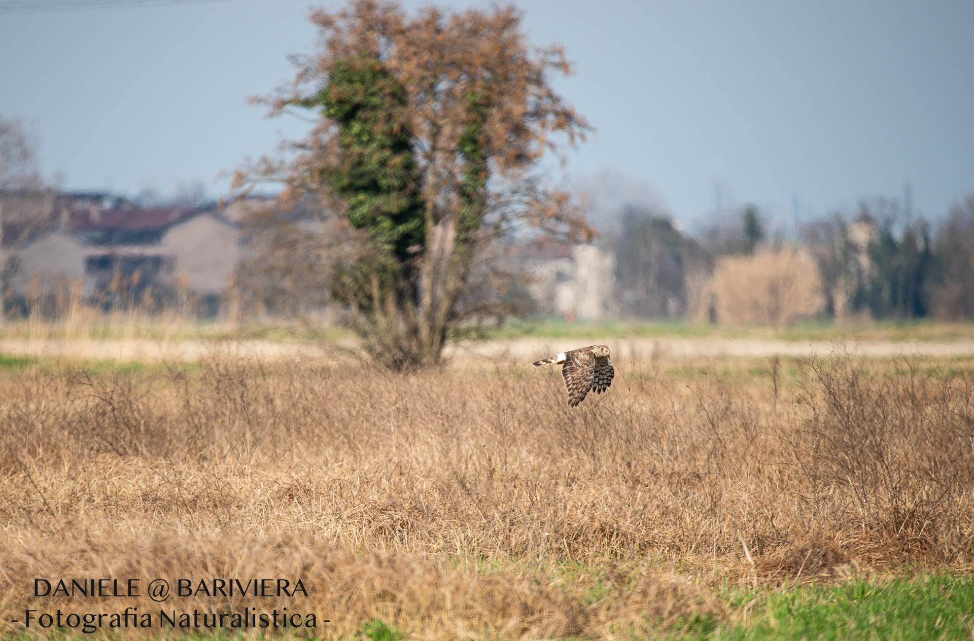 Albanella reale femmina