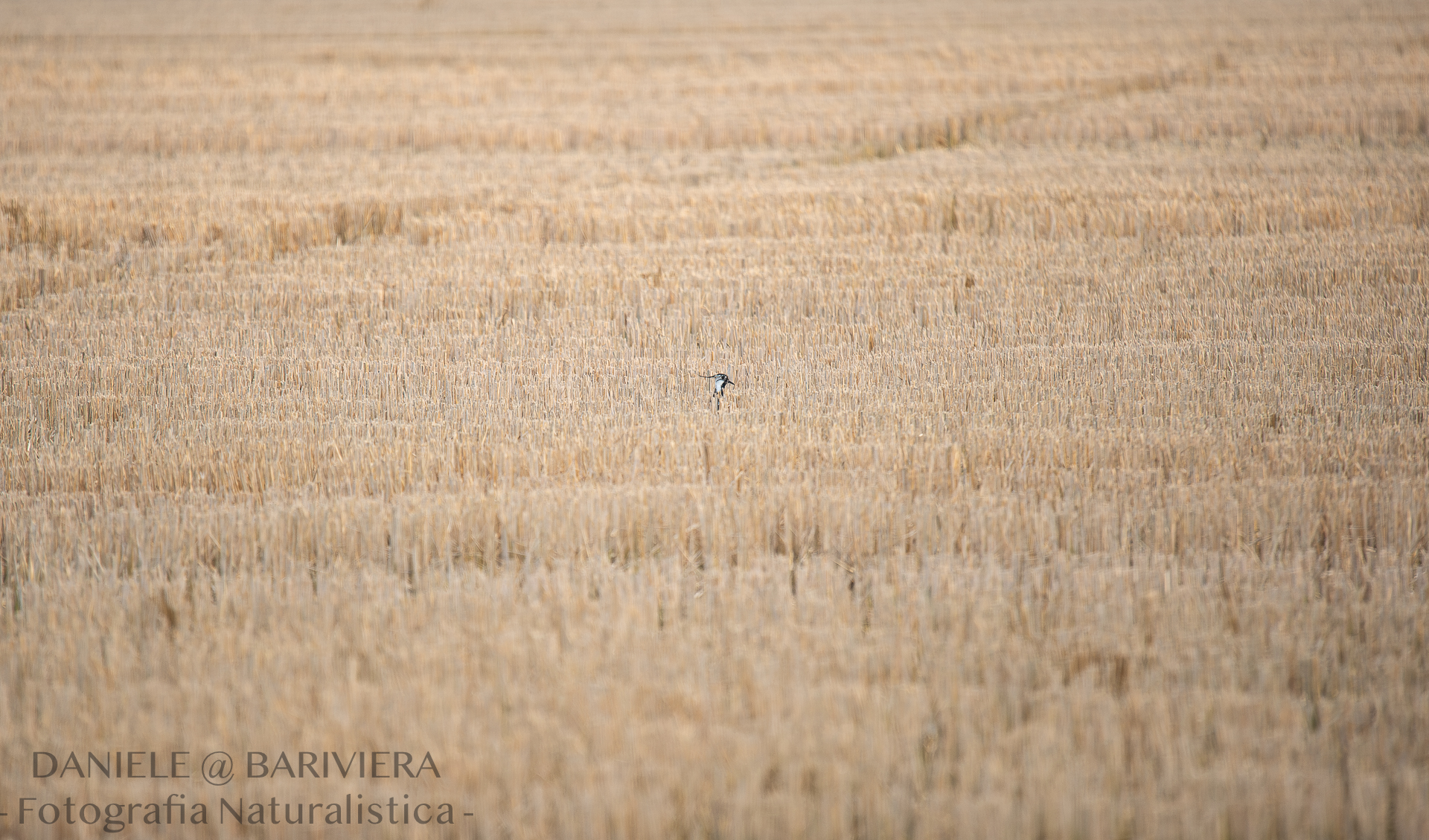 Pavoncella nel campo