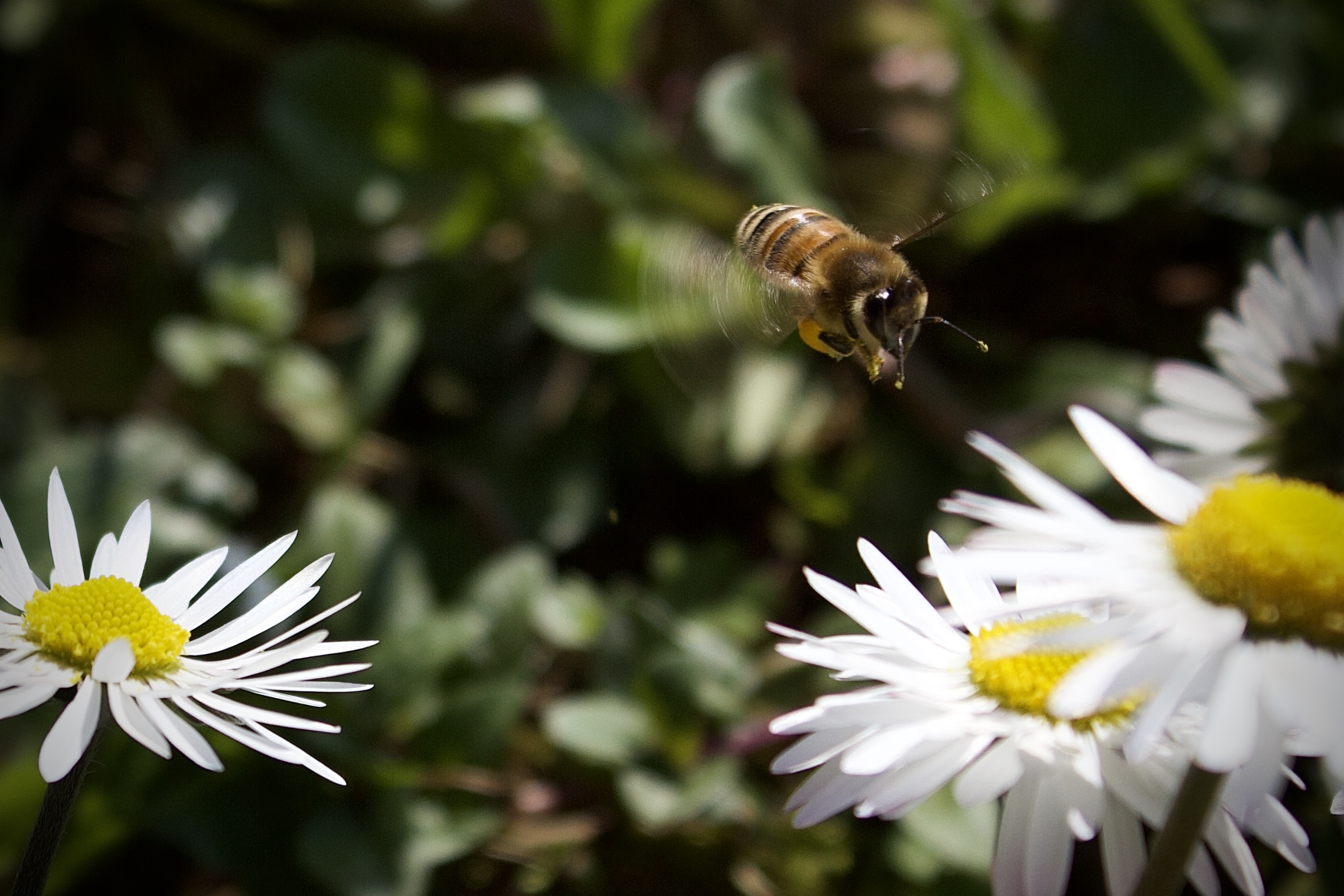 Apis melifera in volo