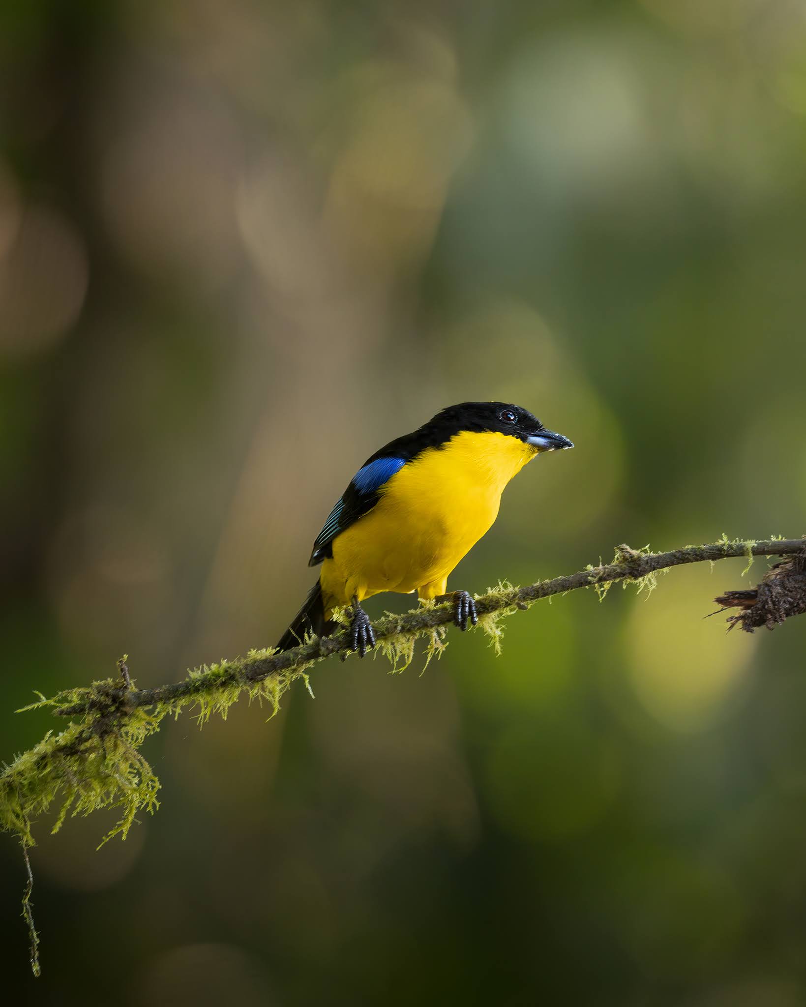 Yellow nape mountain tangara