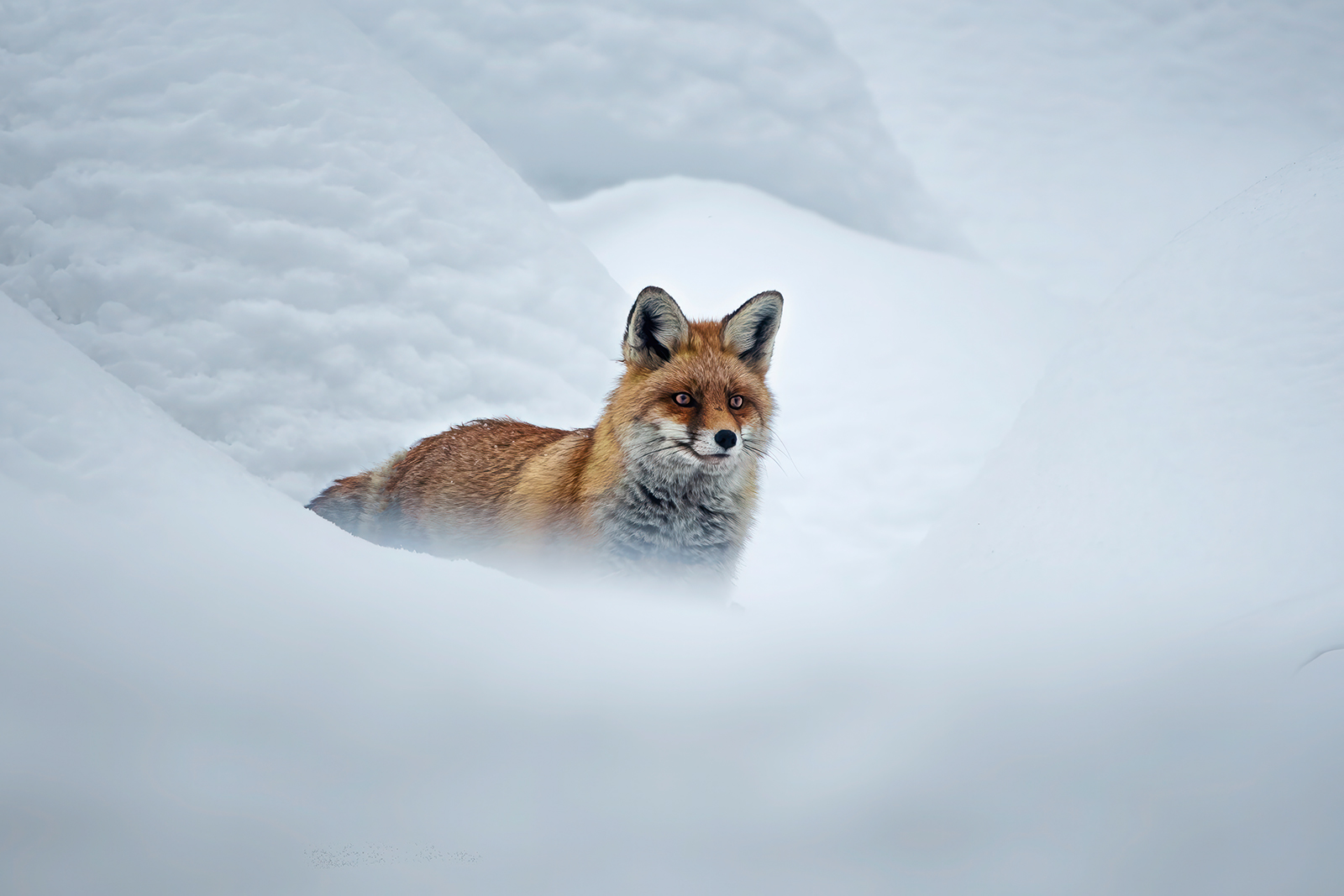 Volpe immersa nella neve