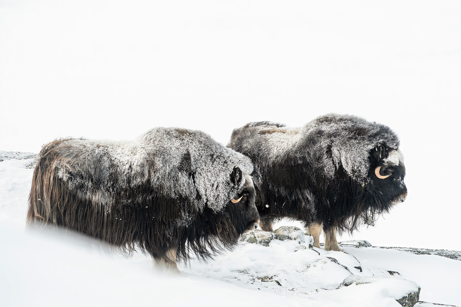 Coppia di Buoi Muschiati in inverno