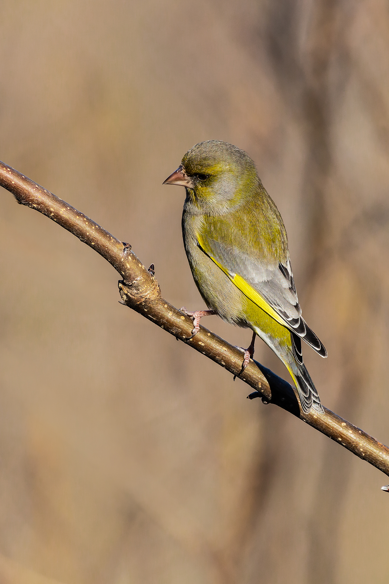 Greenfinch