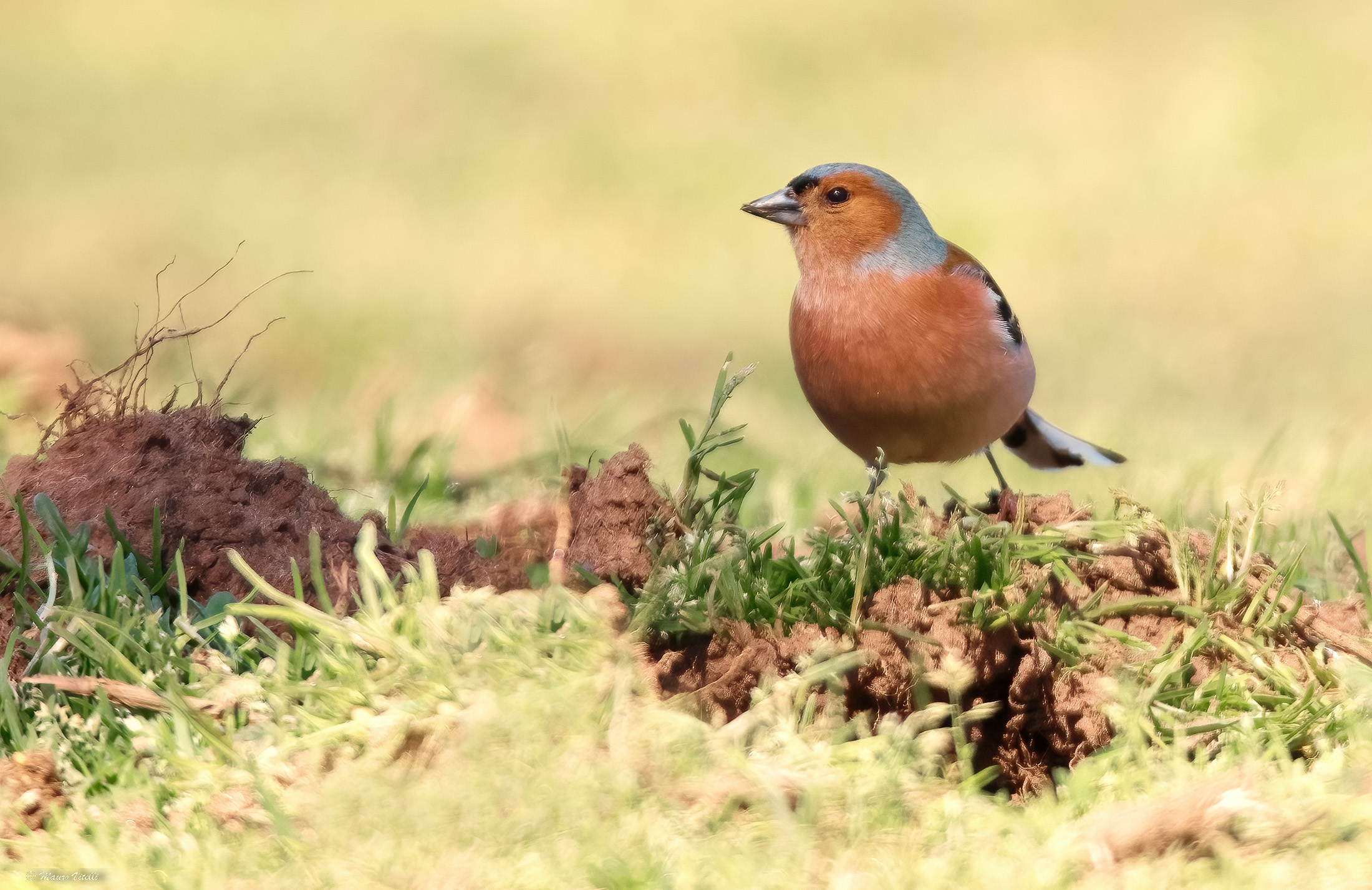Male chaffinch (fringilla)