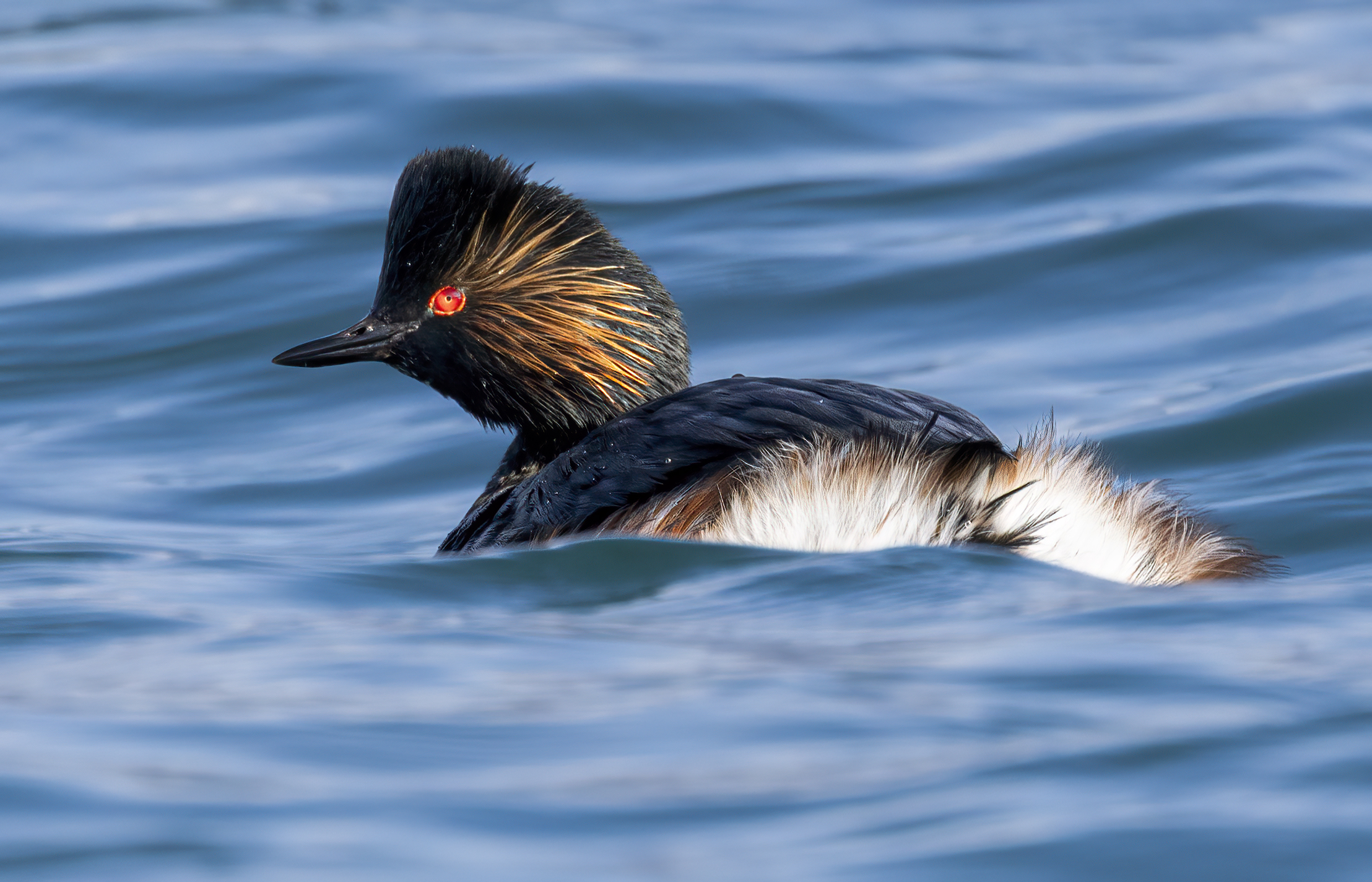 svasso piccolo in livrea 7-3-24