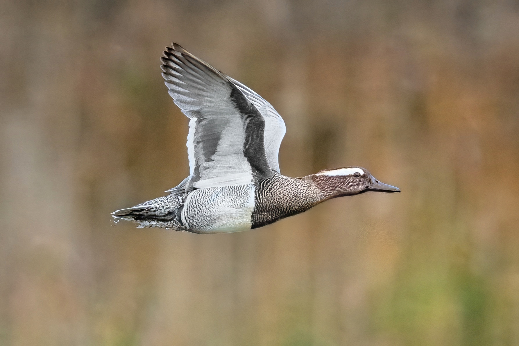 Garganey (Anas querquedula)