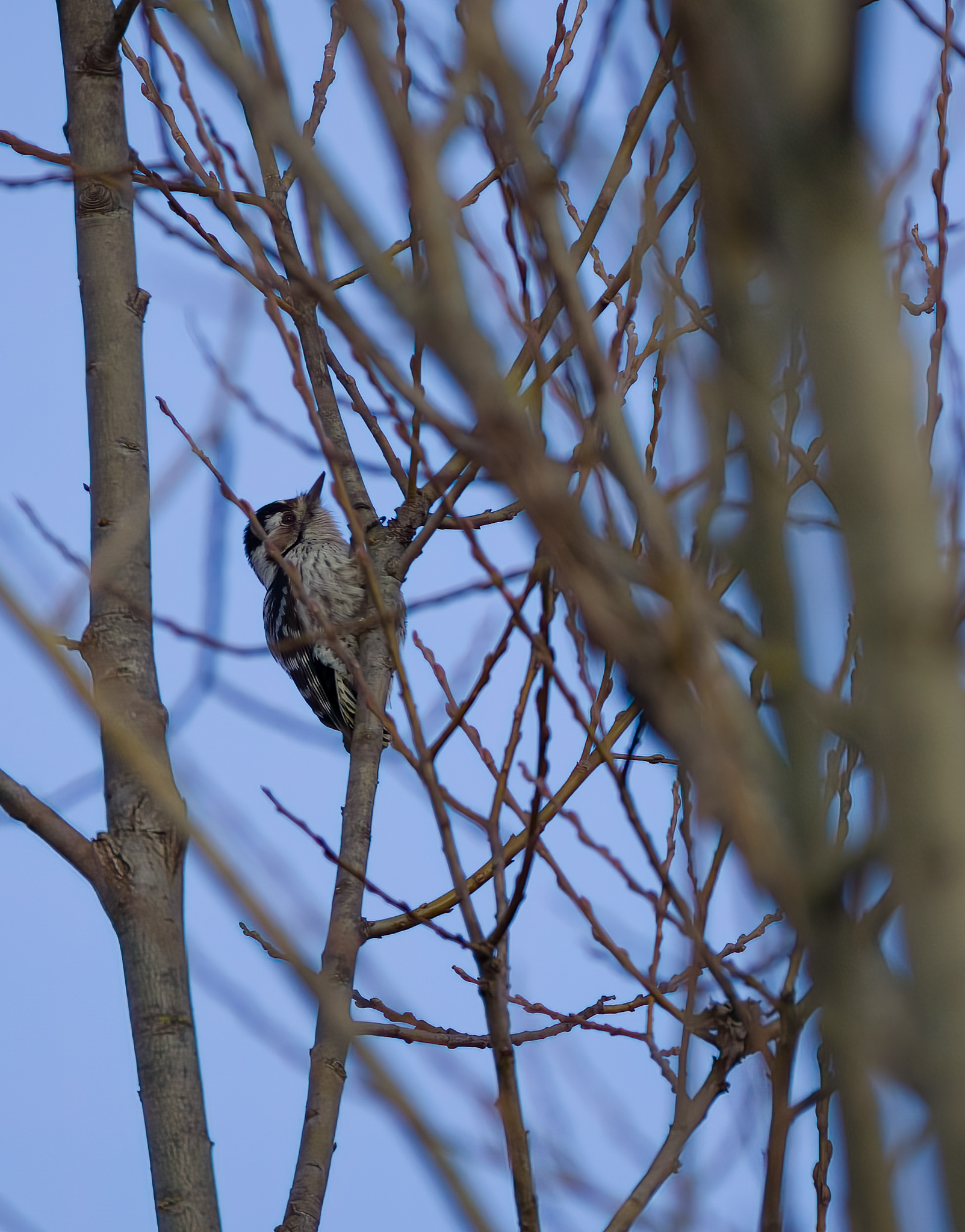 Lesser Spotted Woodpecker