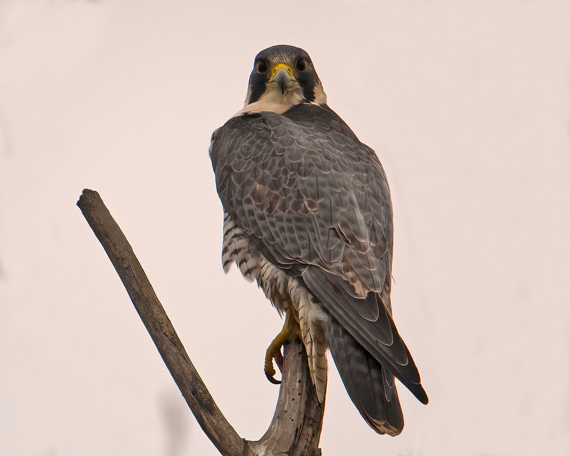 peregrine