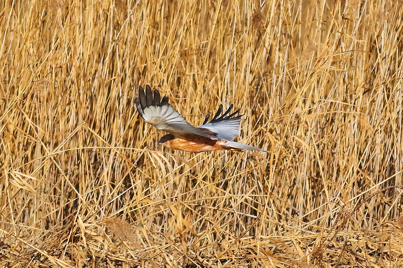 Marsh Harrier M 23-12-2023