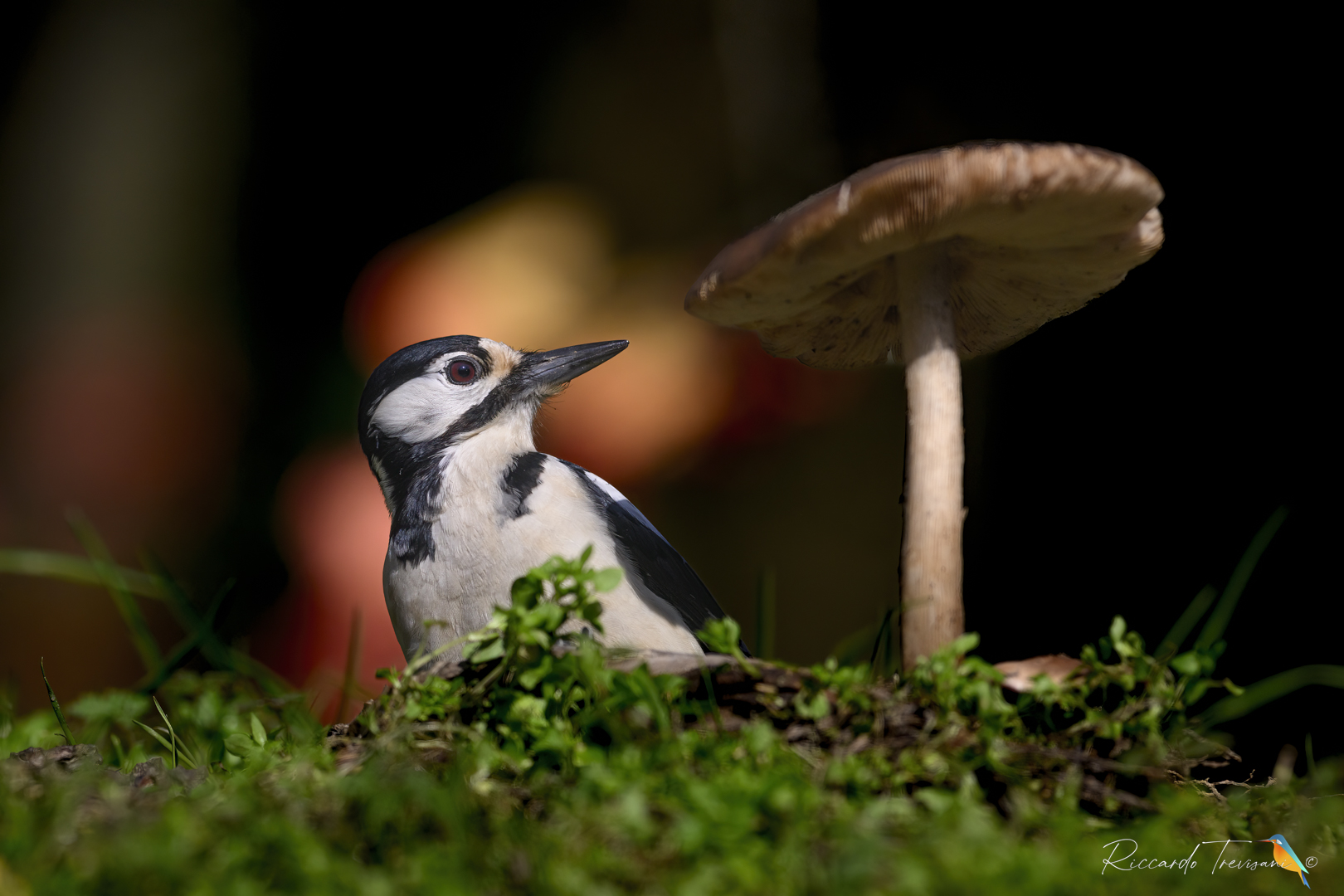 picchio rosso maggiore