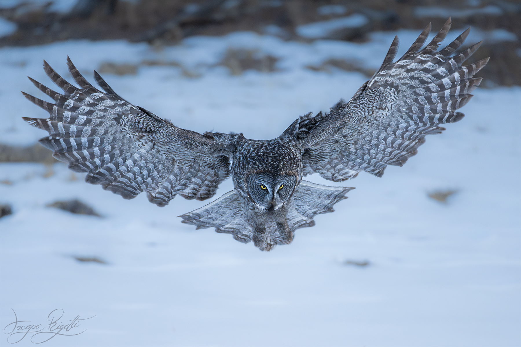 Strix nebulosa