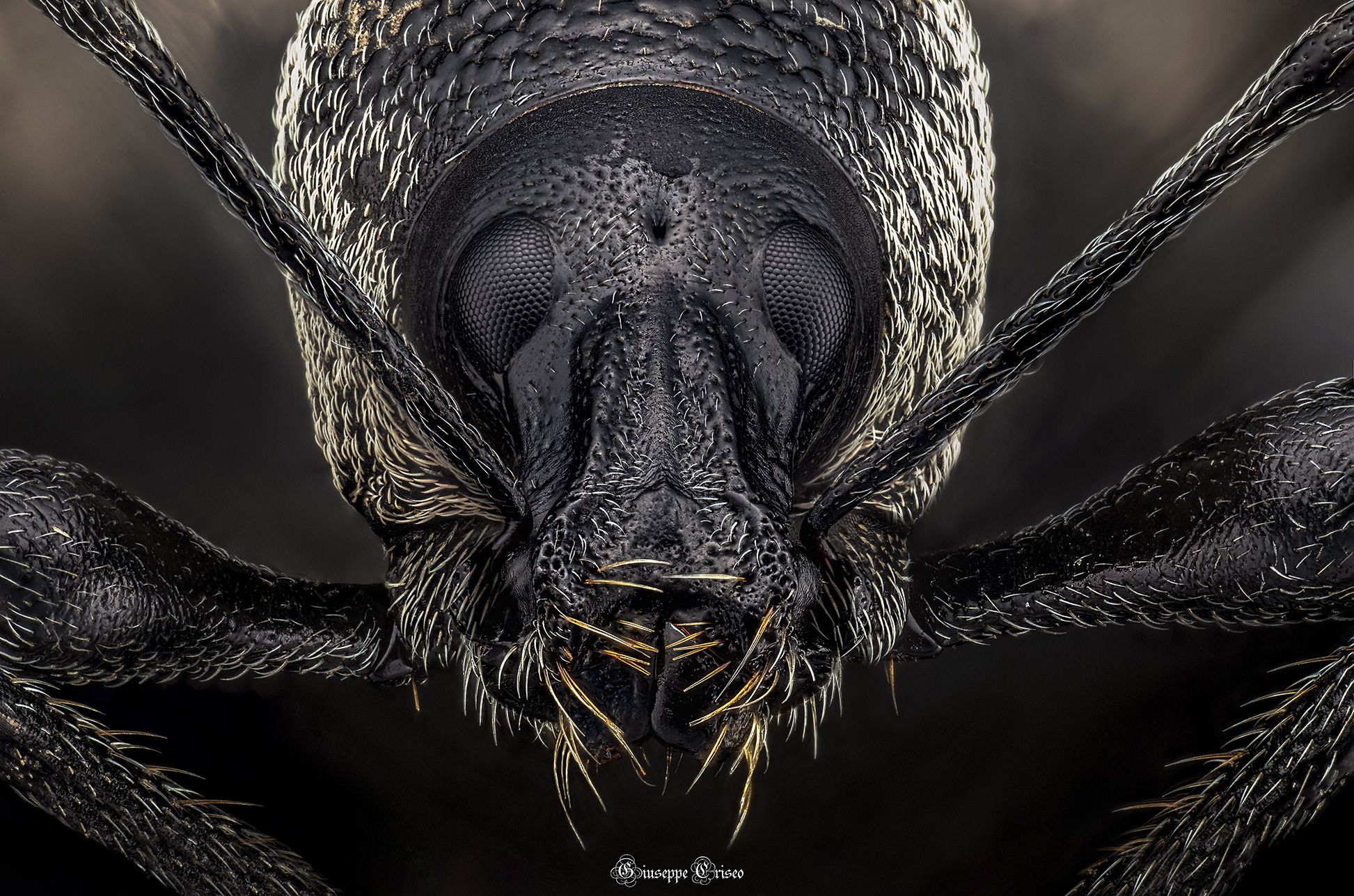 Weevil