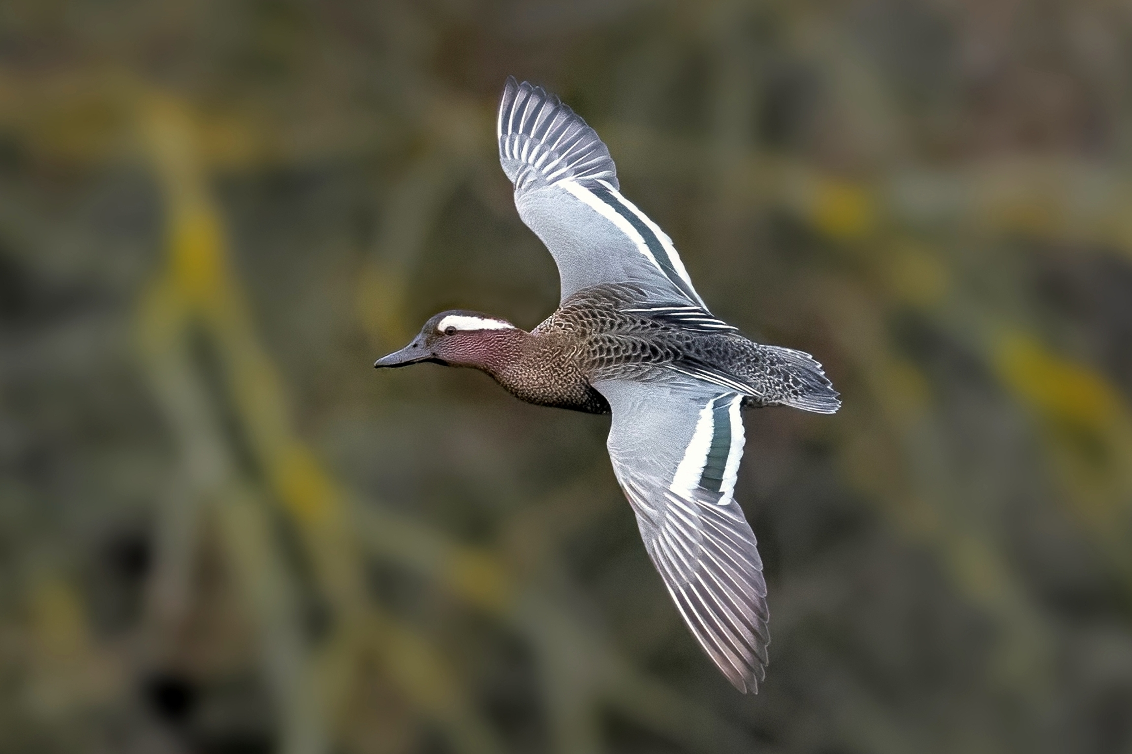 Garganey (Spatula querquedula)
