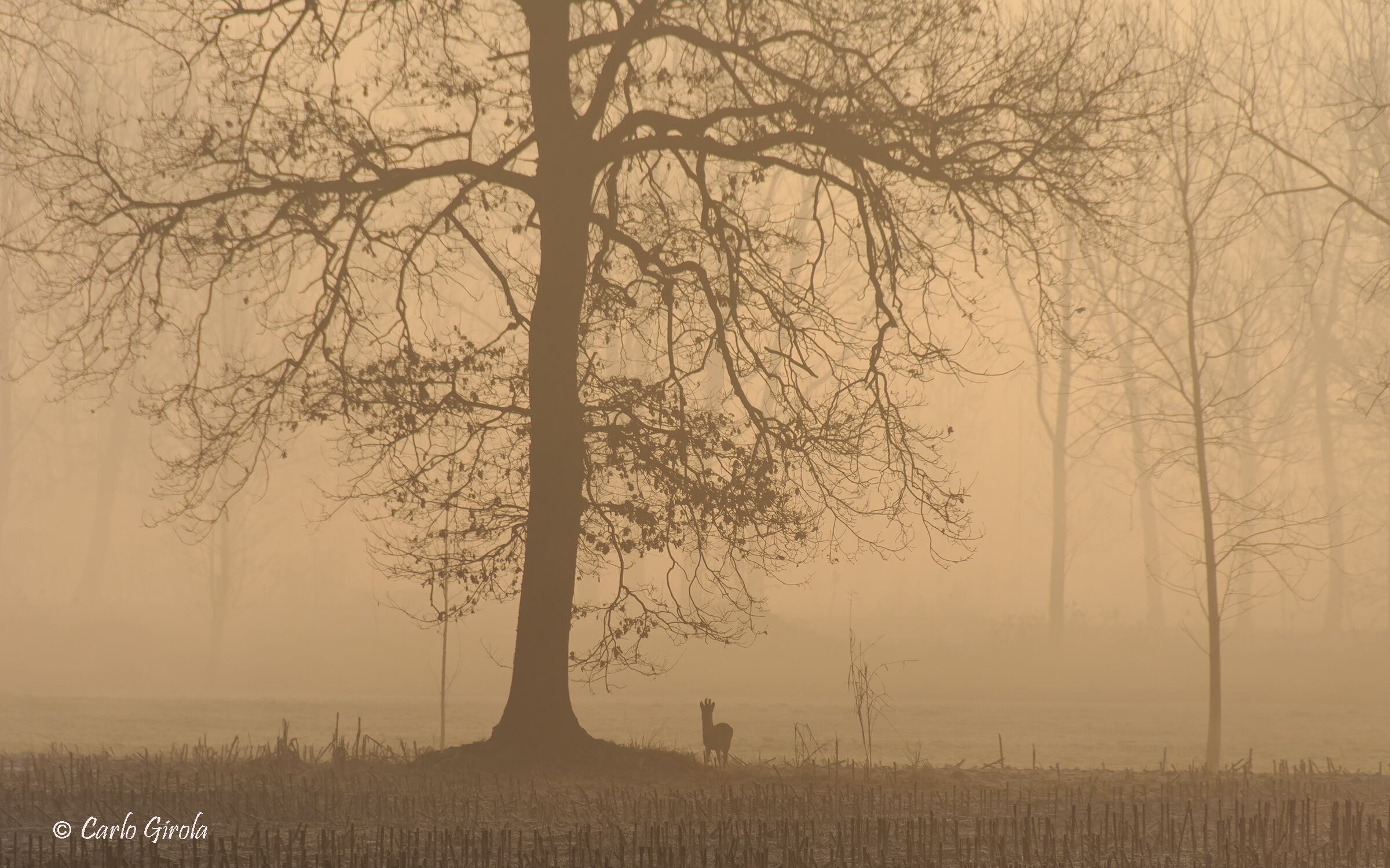 Nel colore di un'alba