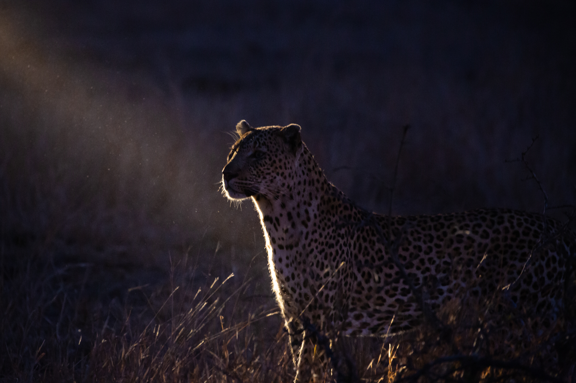 La notte del leopardo