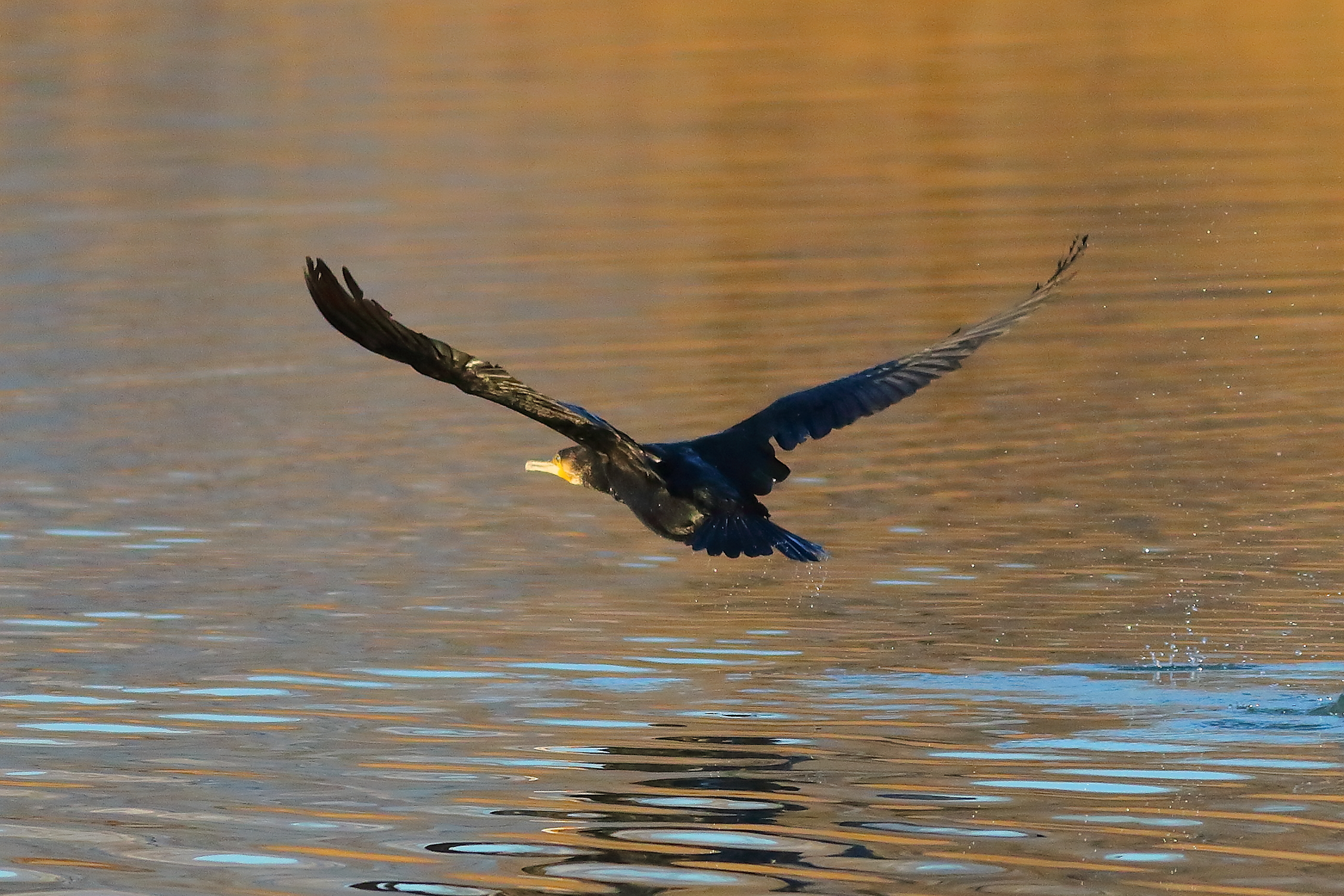 Cormorant 19-12-2023