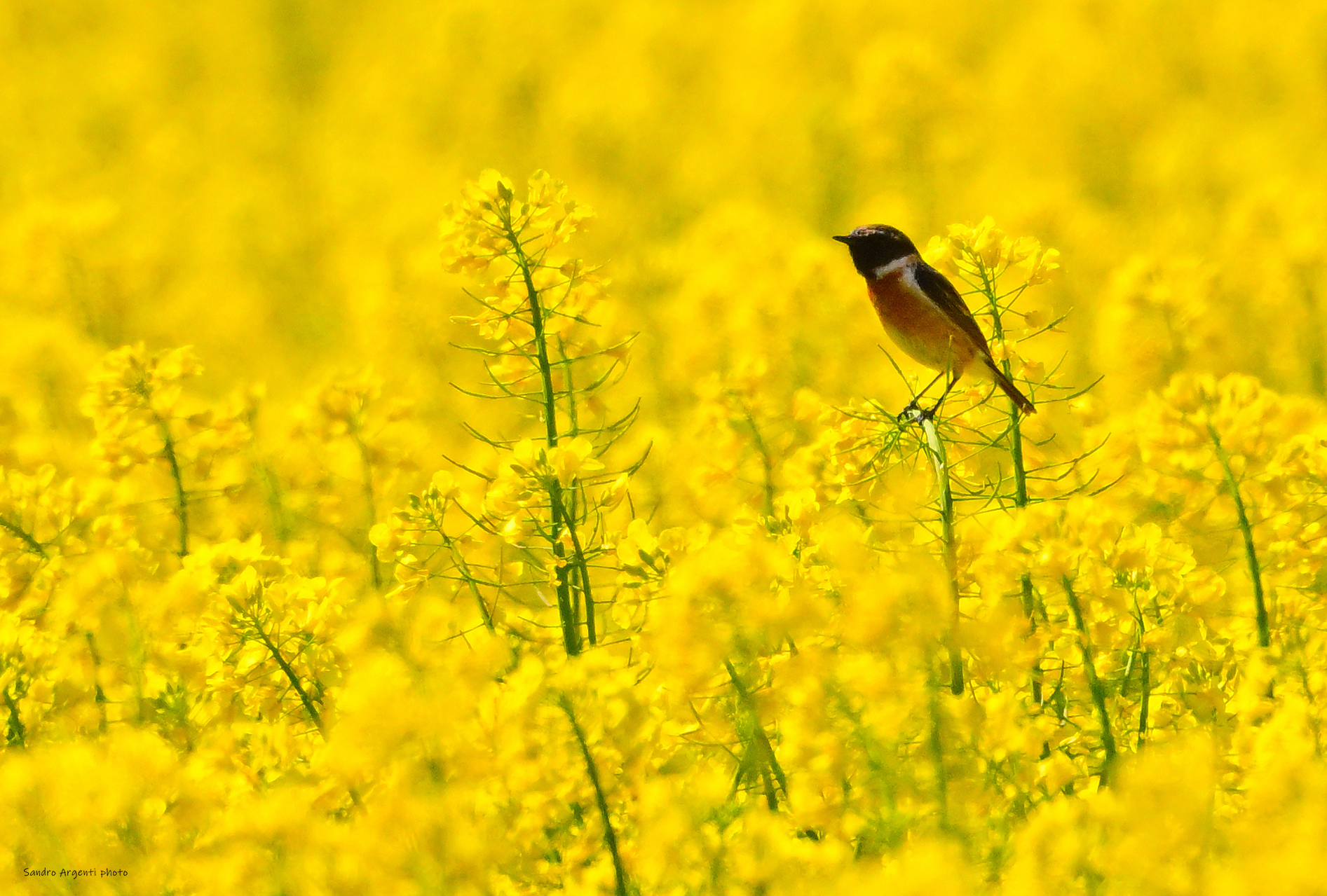 Auguri a Tutte le Donne!