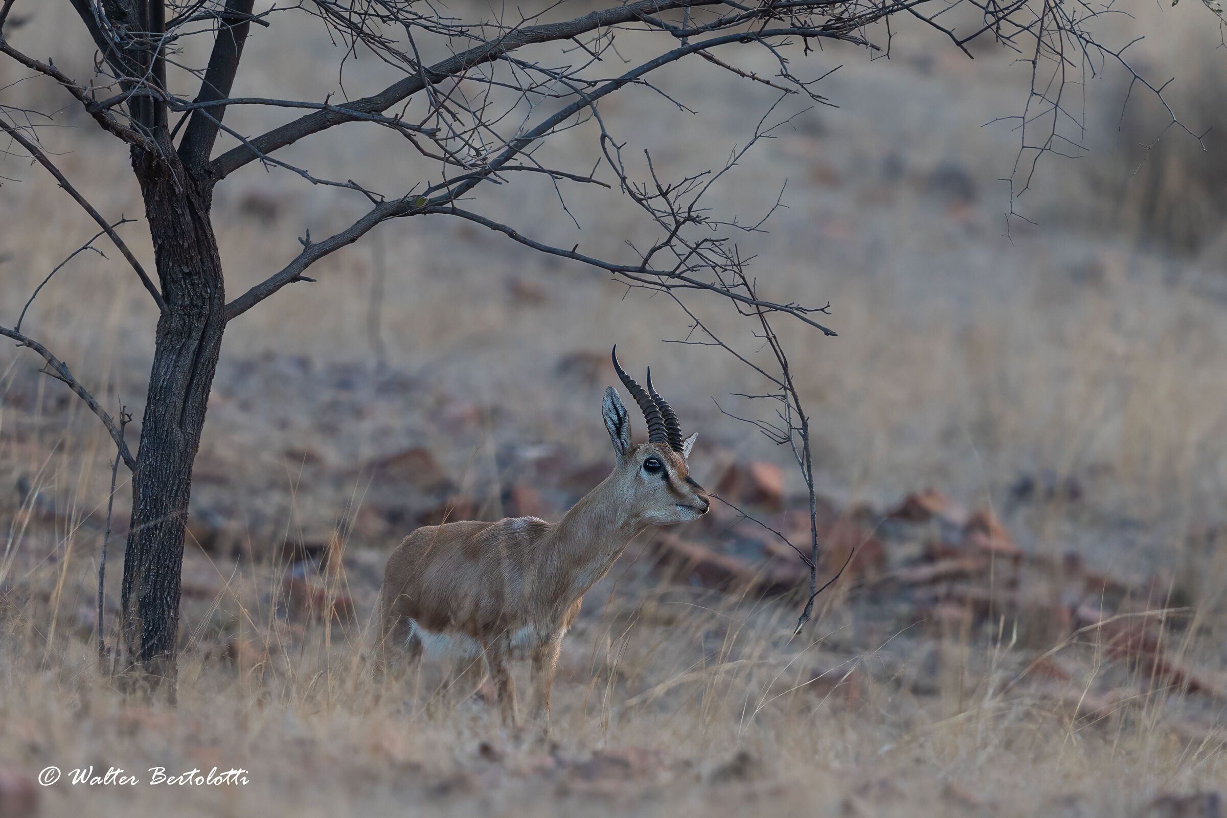 Indian gazelle