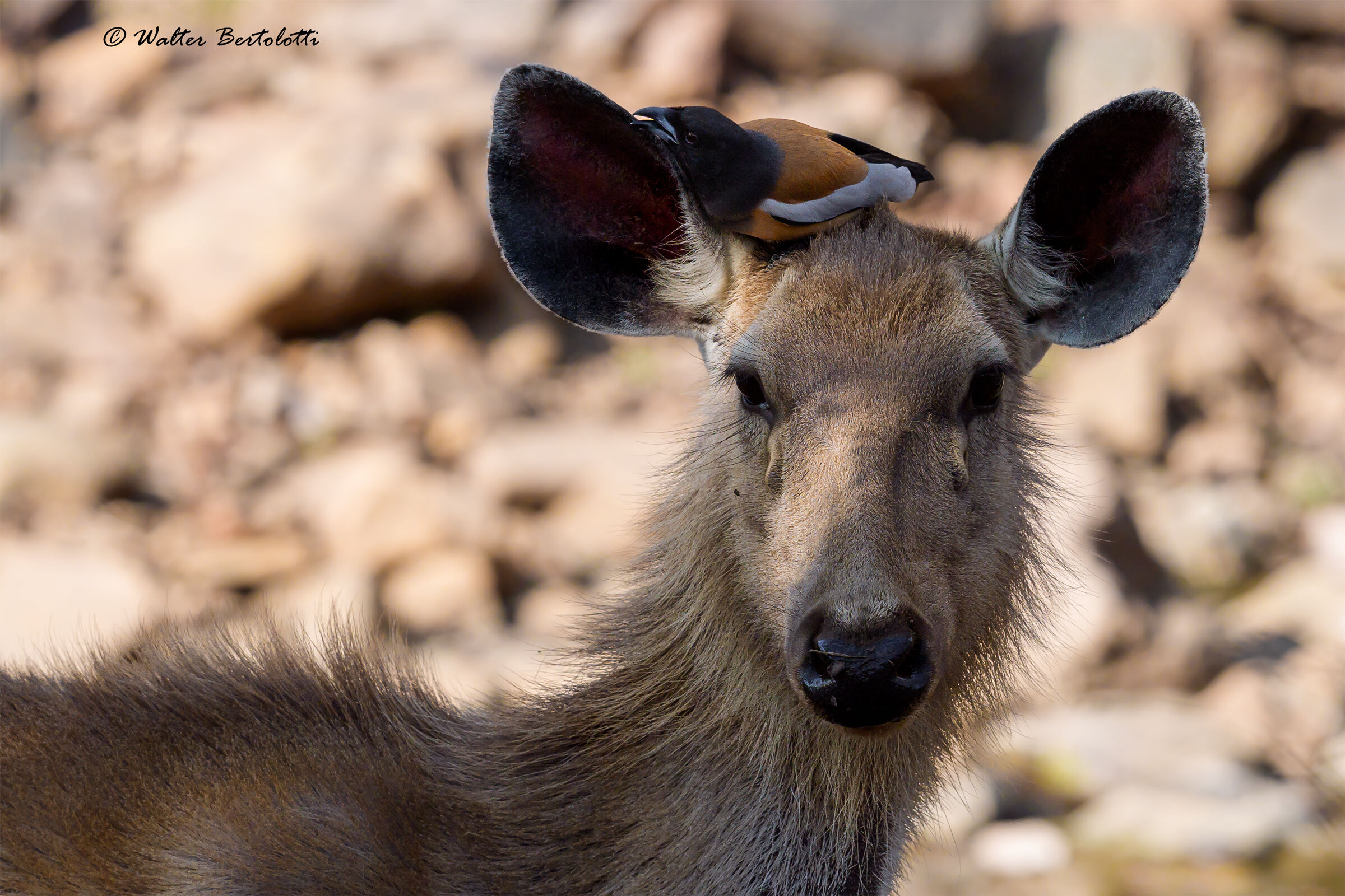 The Sambar and the Magpie