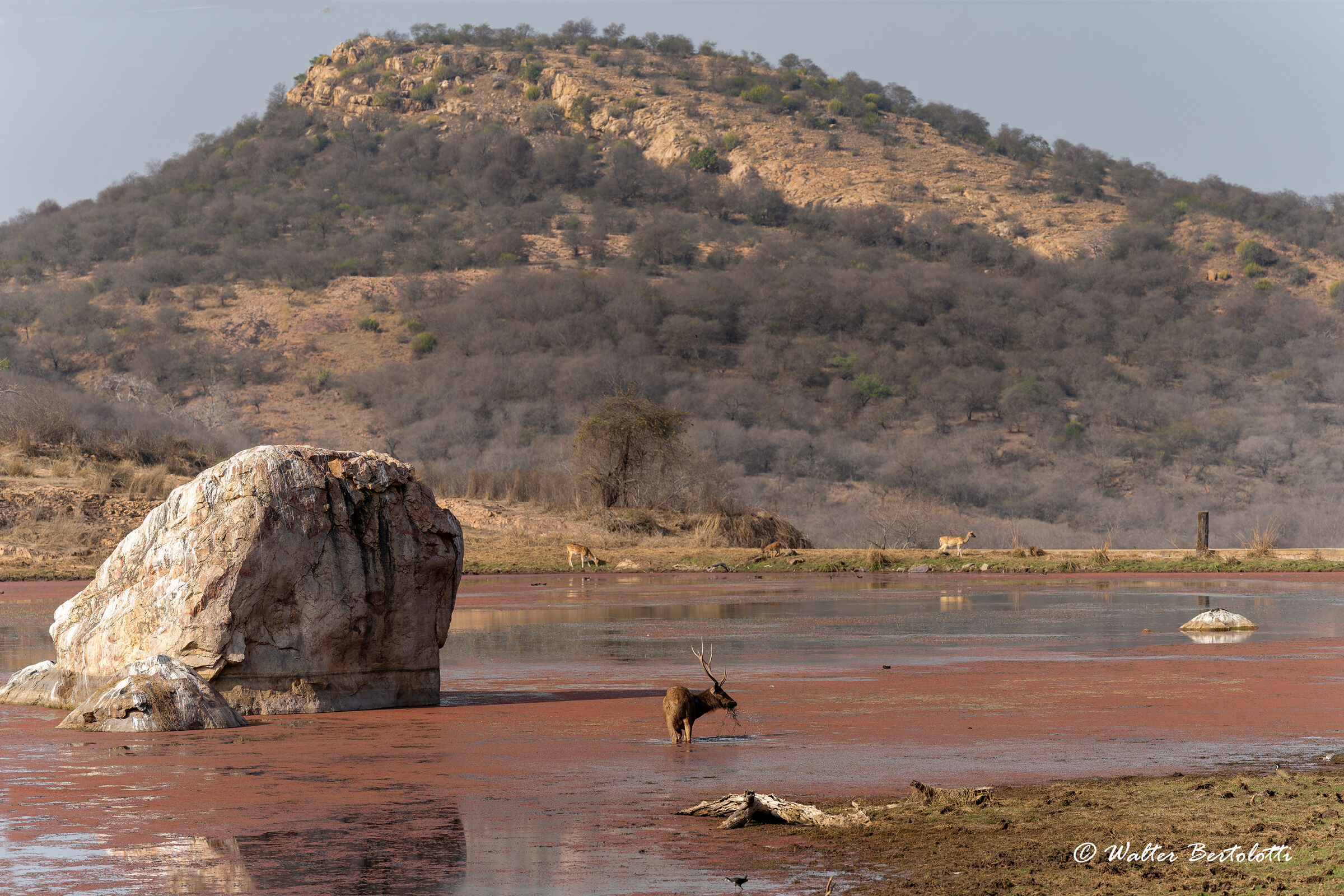 Ranthambore
