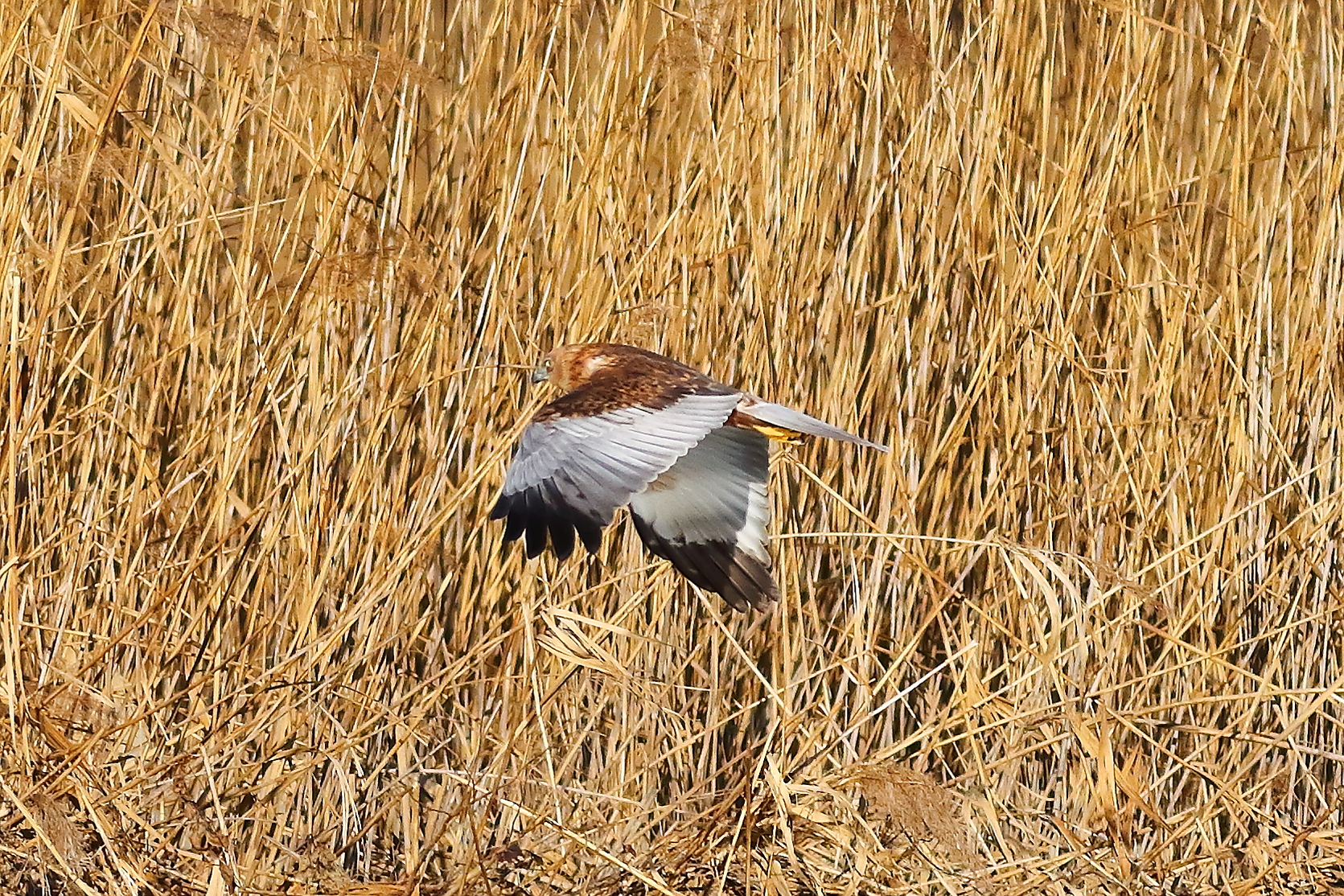 Marsh Harrier M 23-12-2023