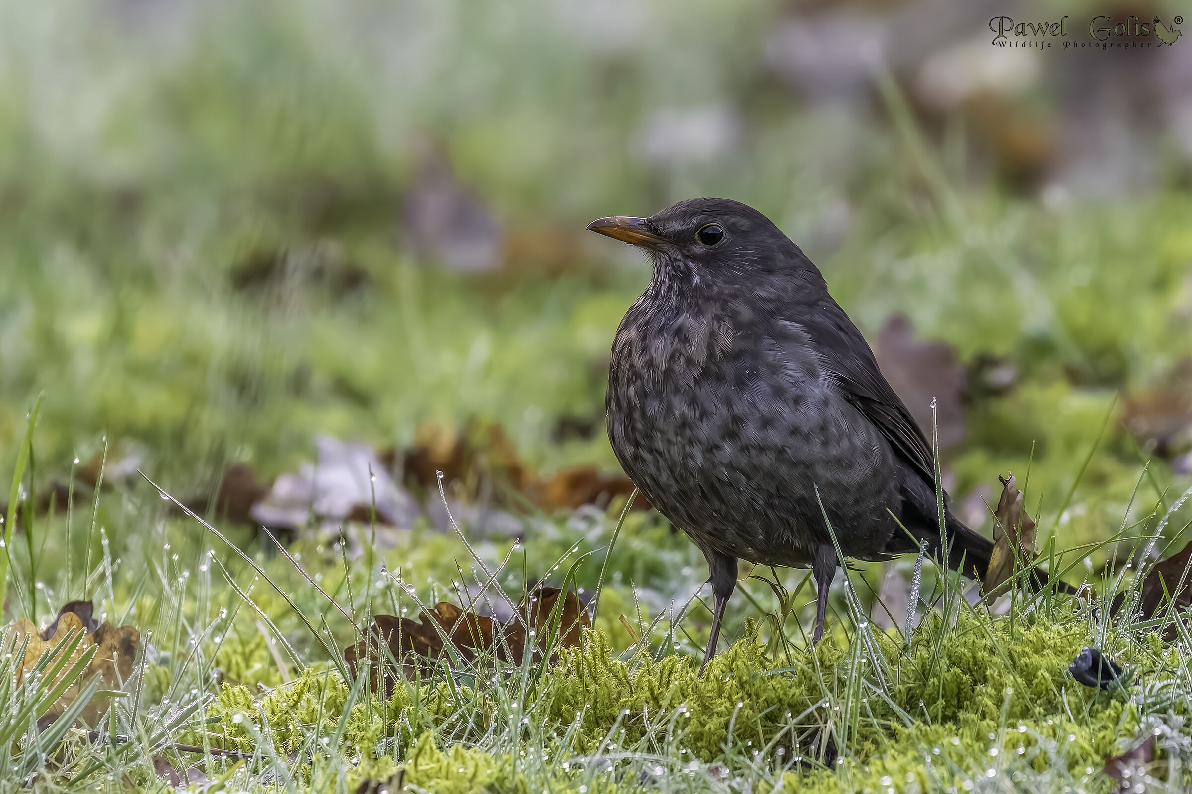 merlo comune (Turdus merula)