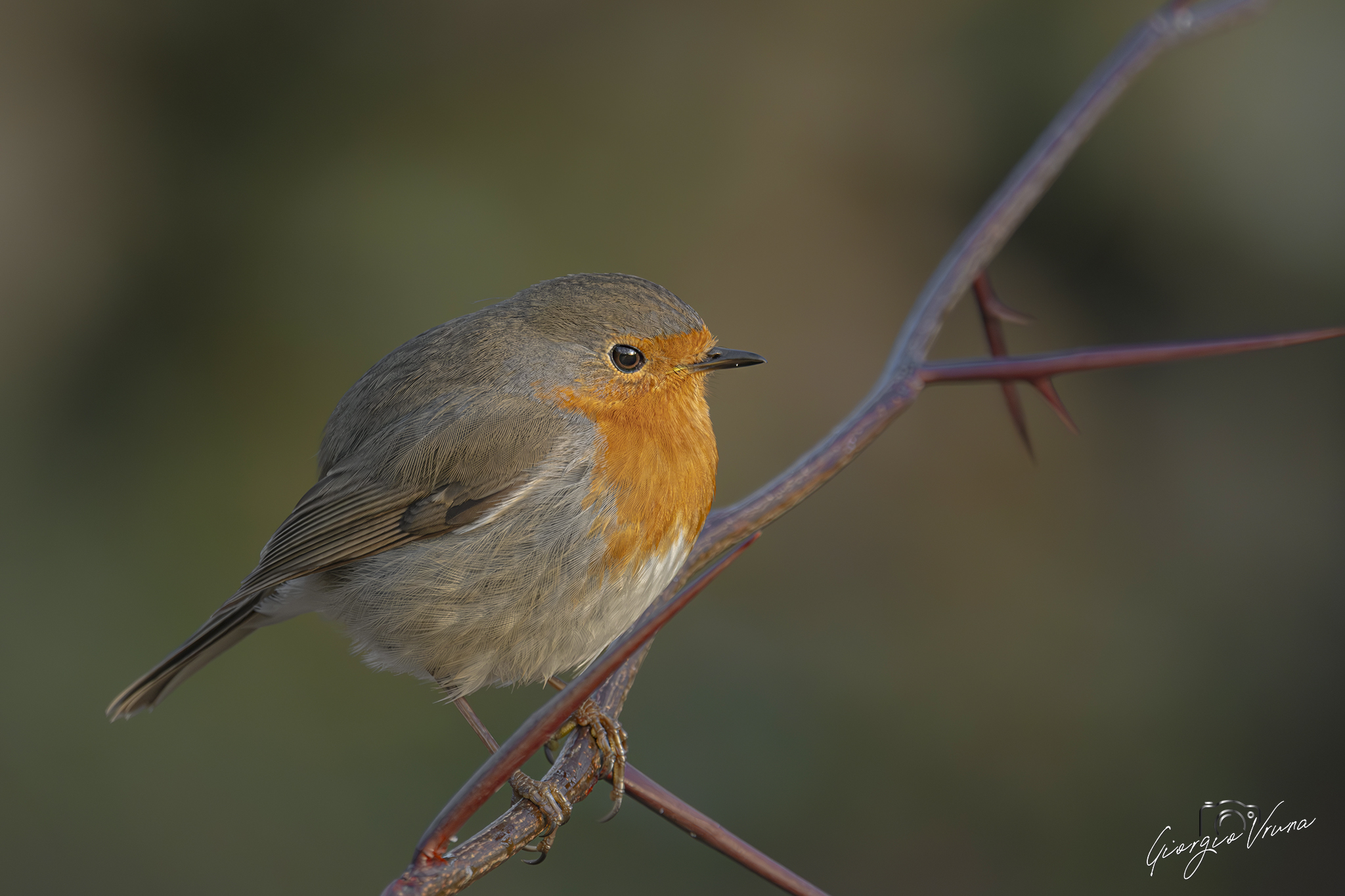 e' solo un pettirosso