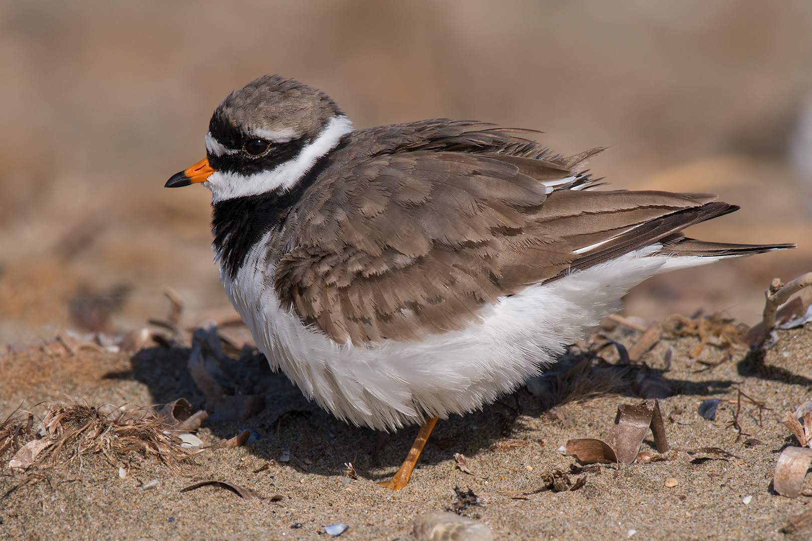 Corriere grosso in arruffatina