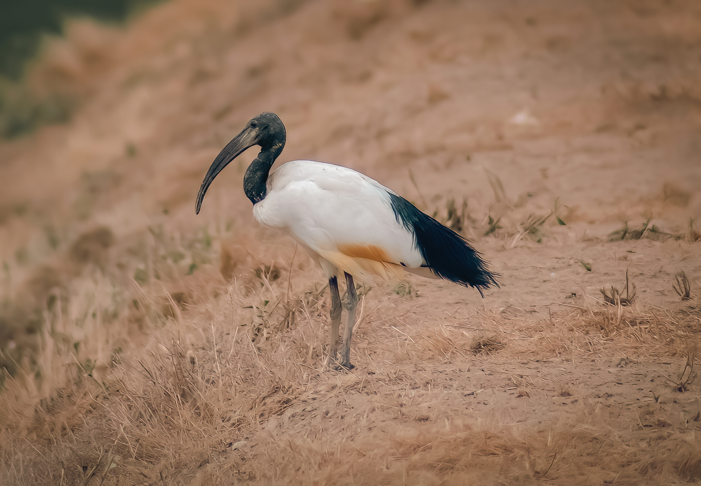 Sacred Ibis Sub-Saharan Africa
