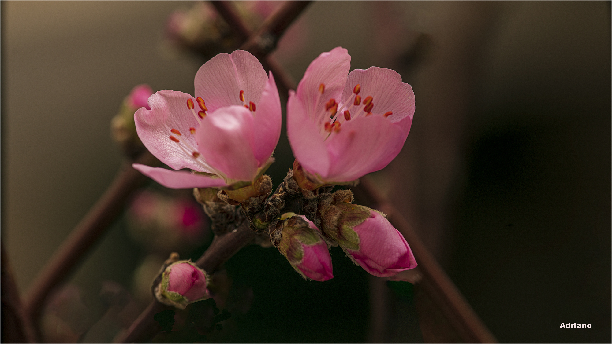 Peach blossoms.