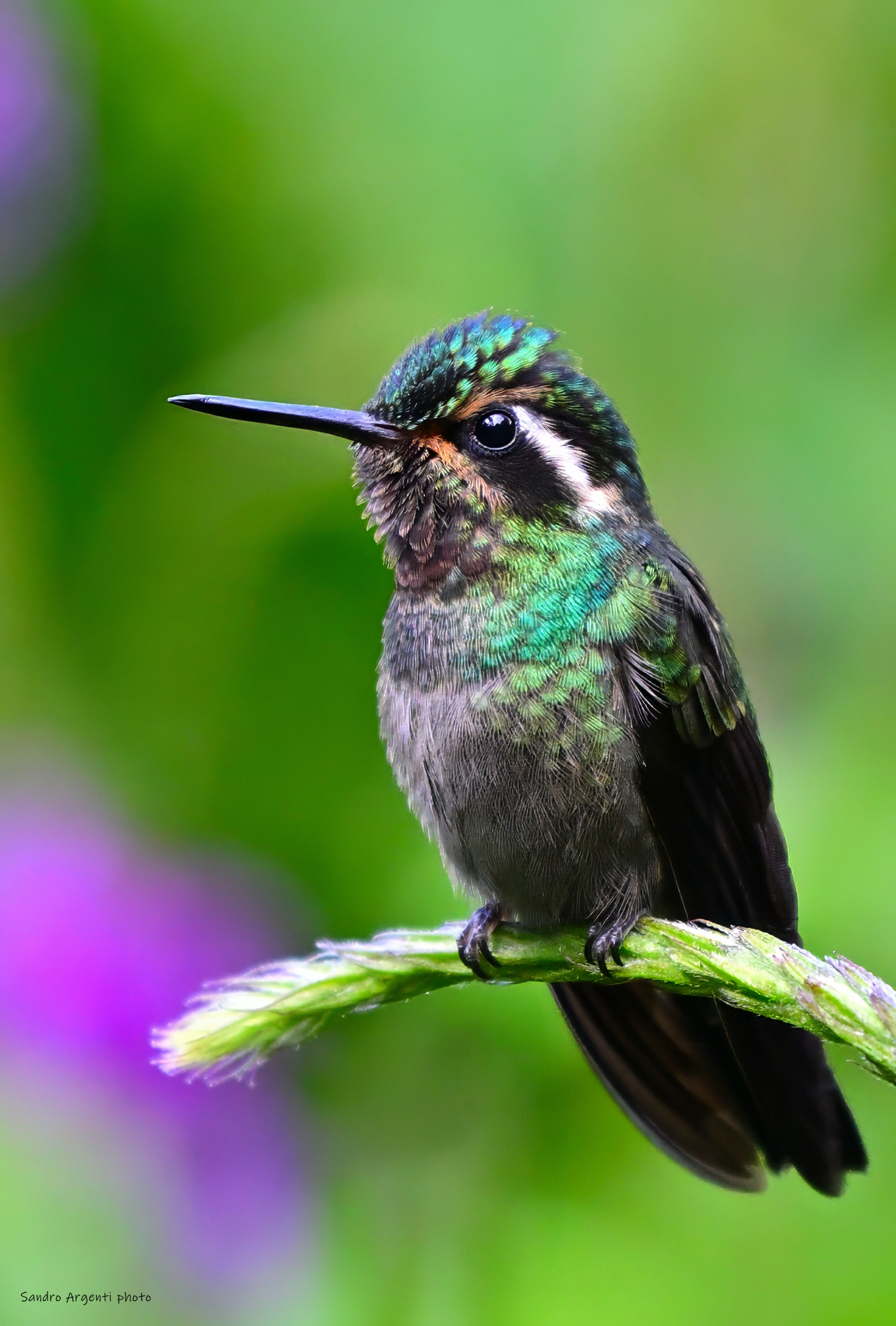 I particolari colori del Colibrì
