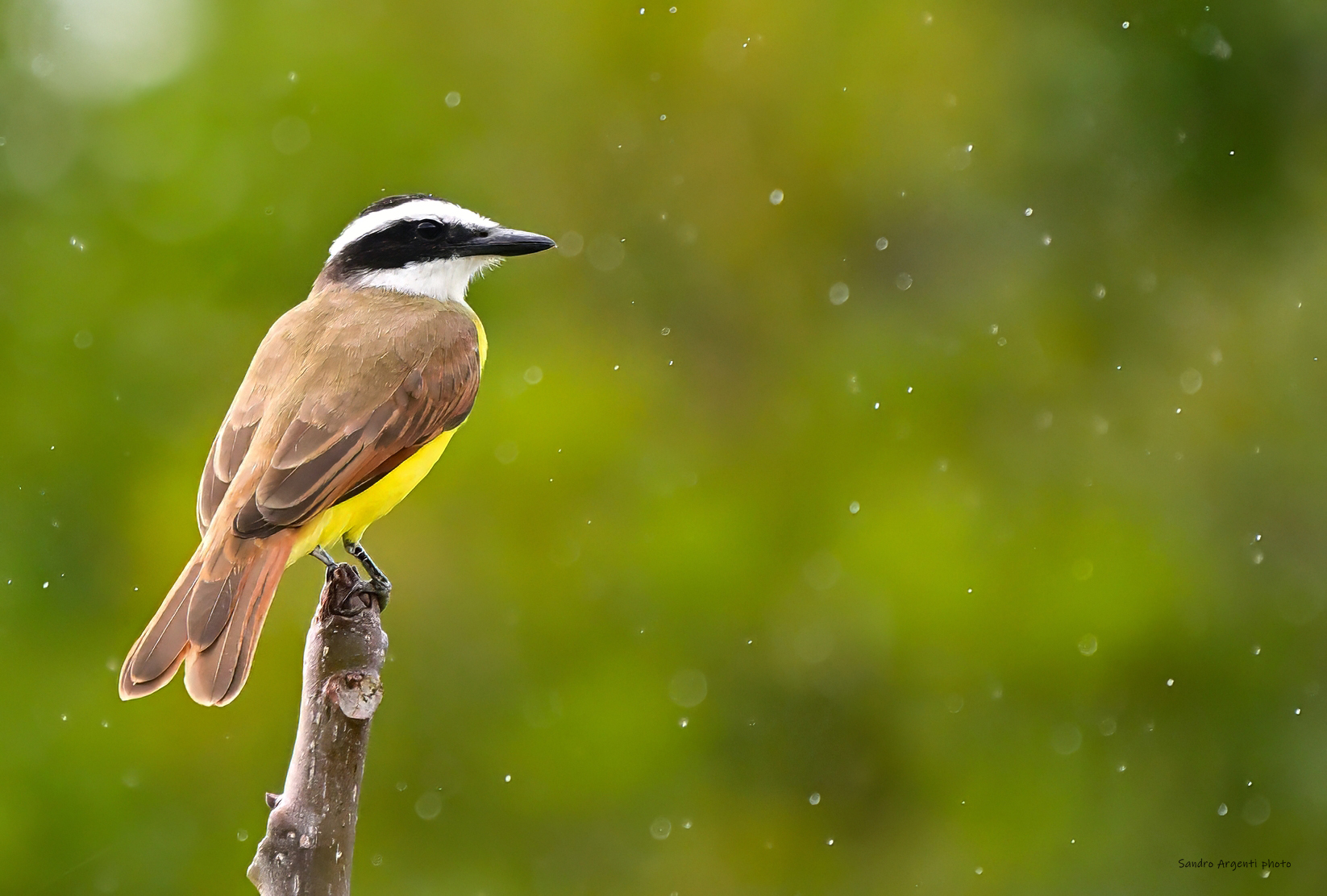 Piove forte sul Pitango solforato
