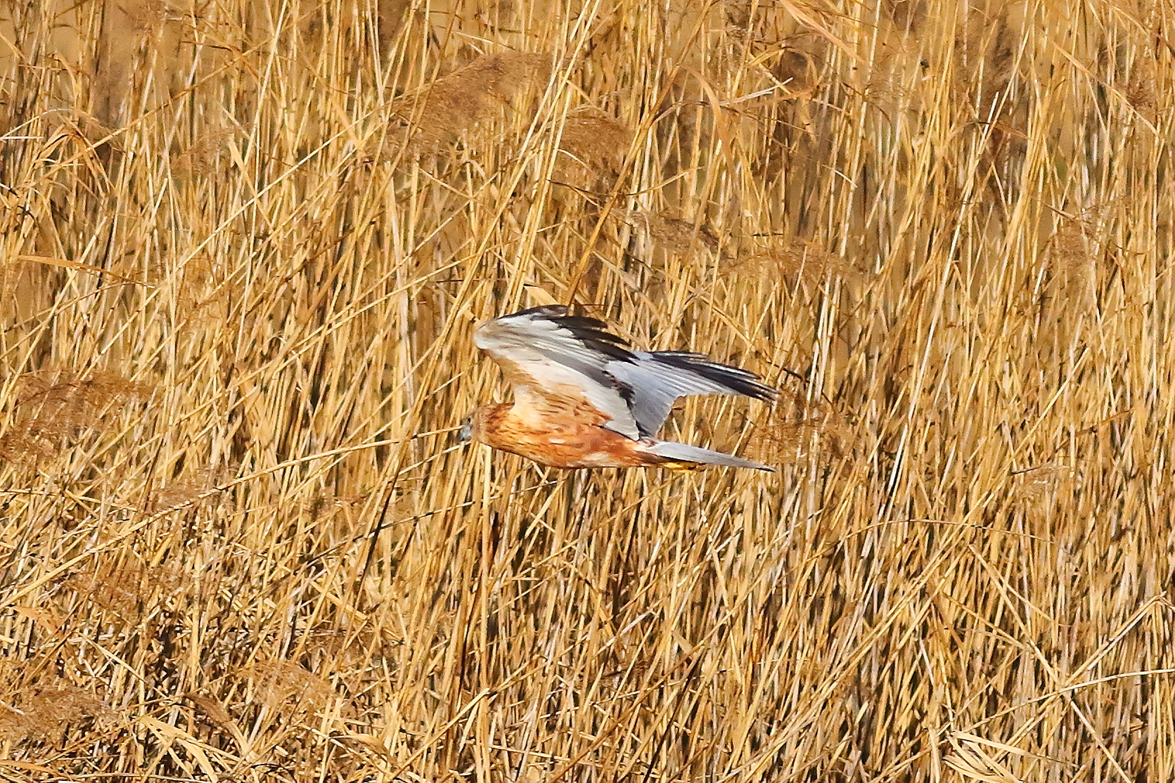 Swamp dim hawk M 23-12-2023