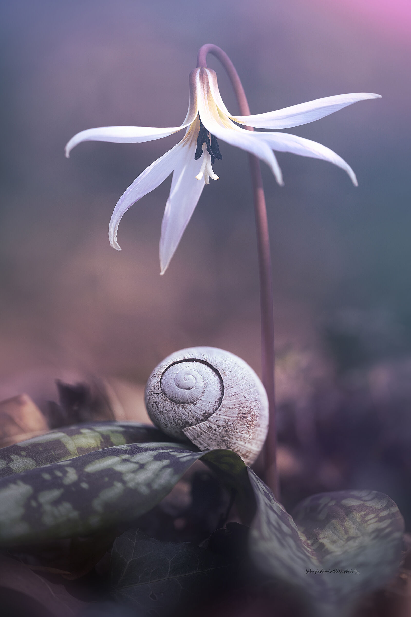 Erythronium dens-canis