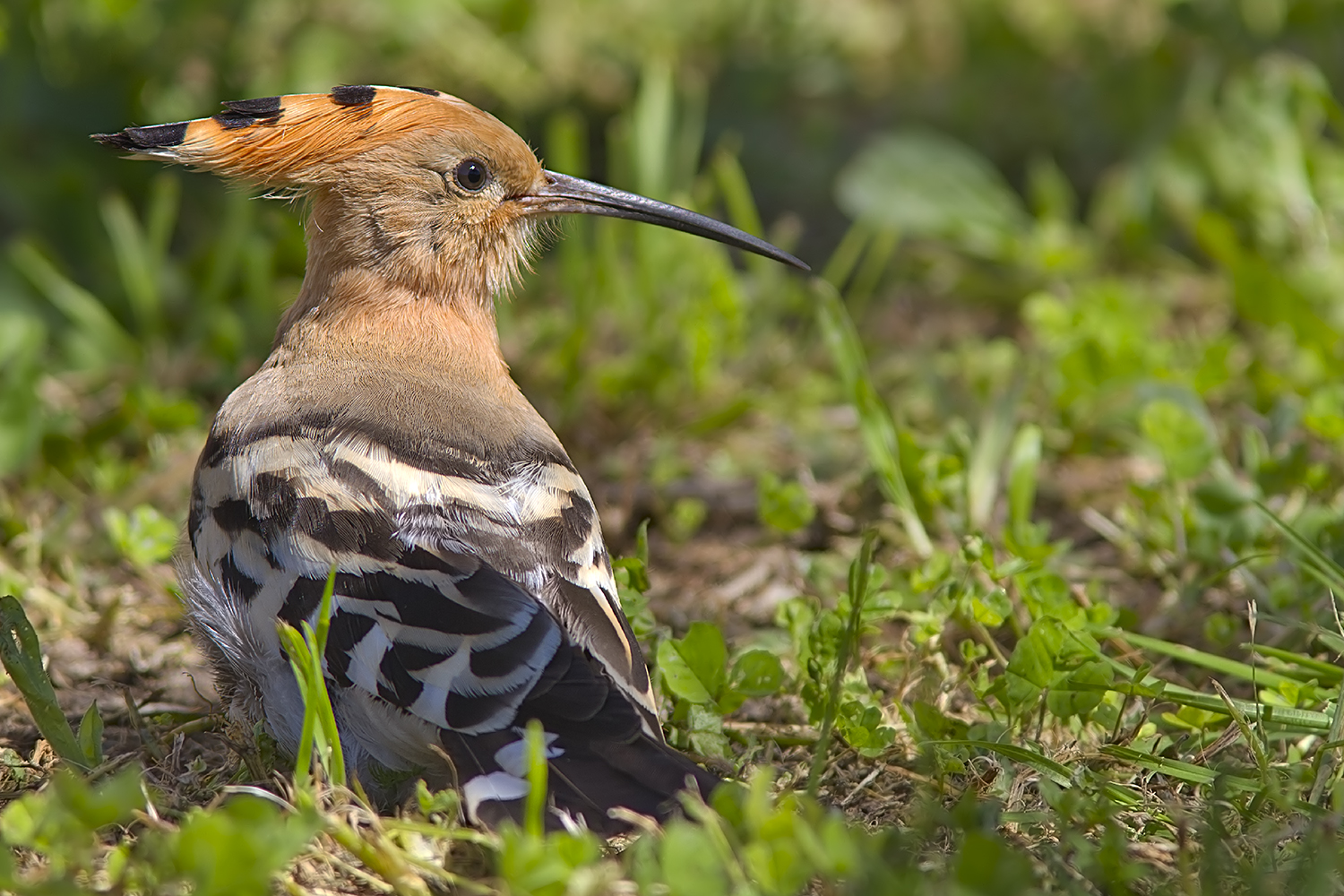 hoopoe