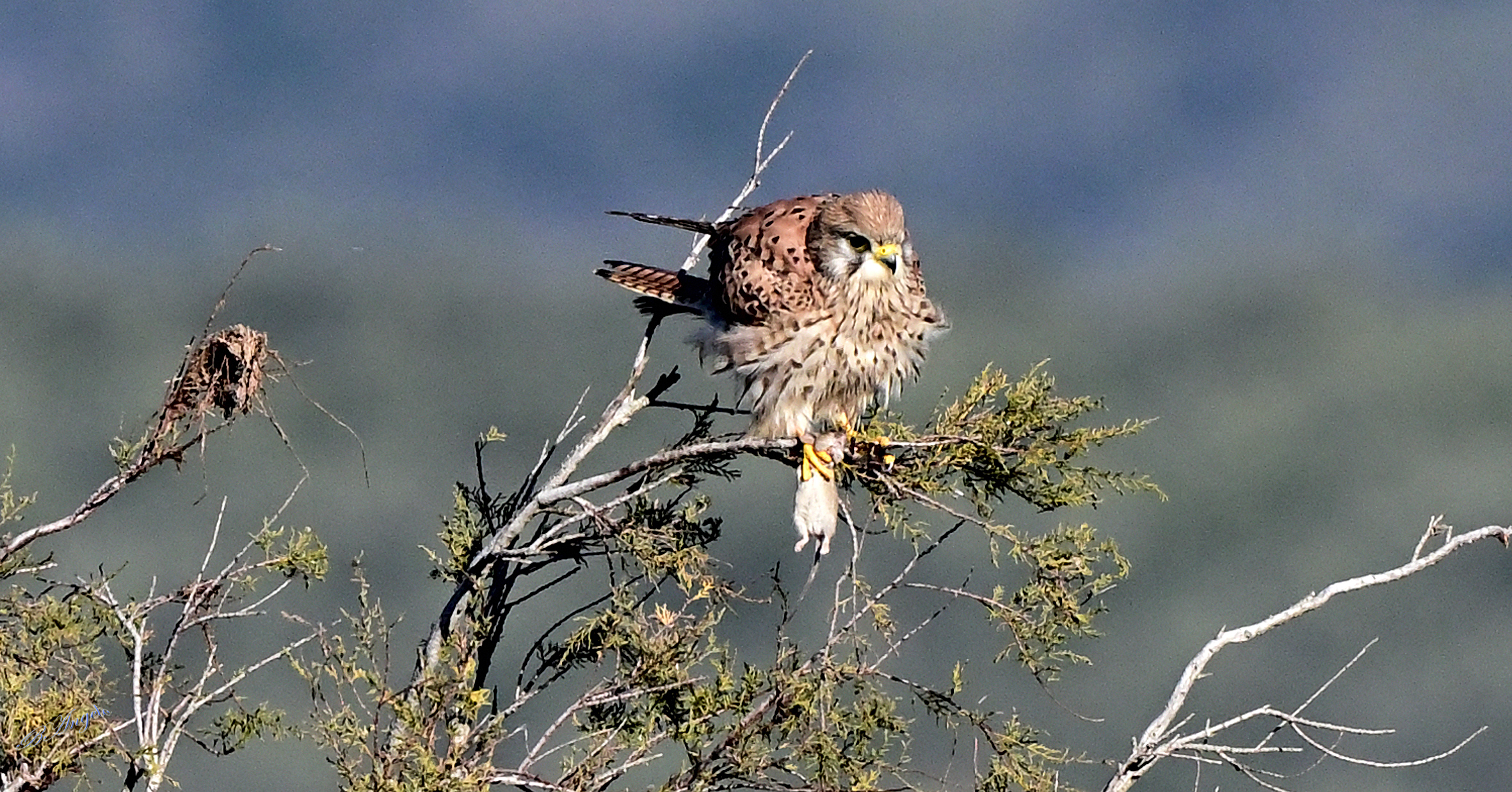 " Kestrel, with prey "