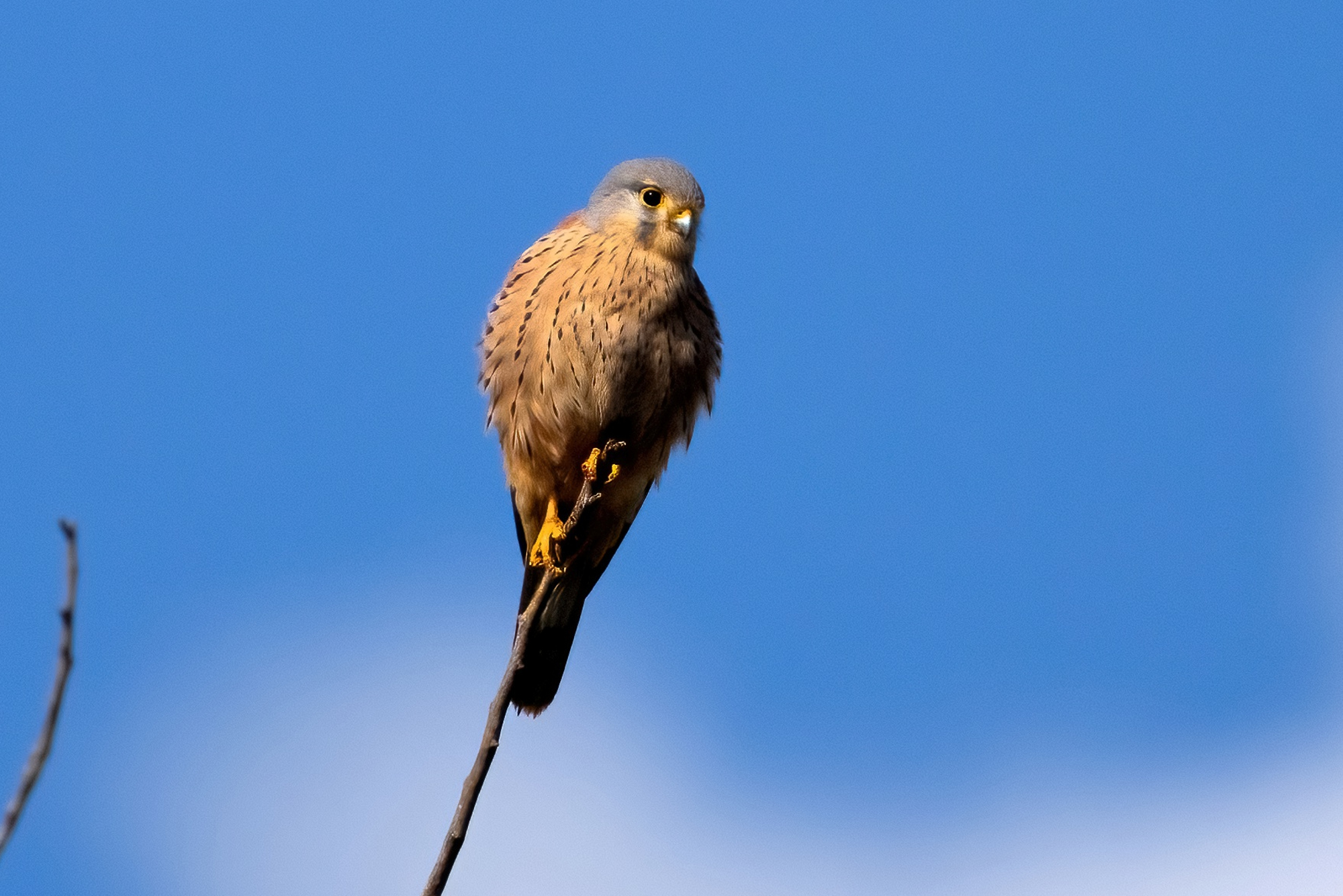 Kestrel (Falco tinnunculus)