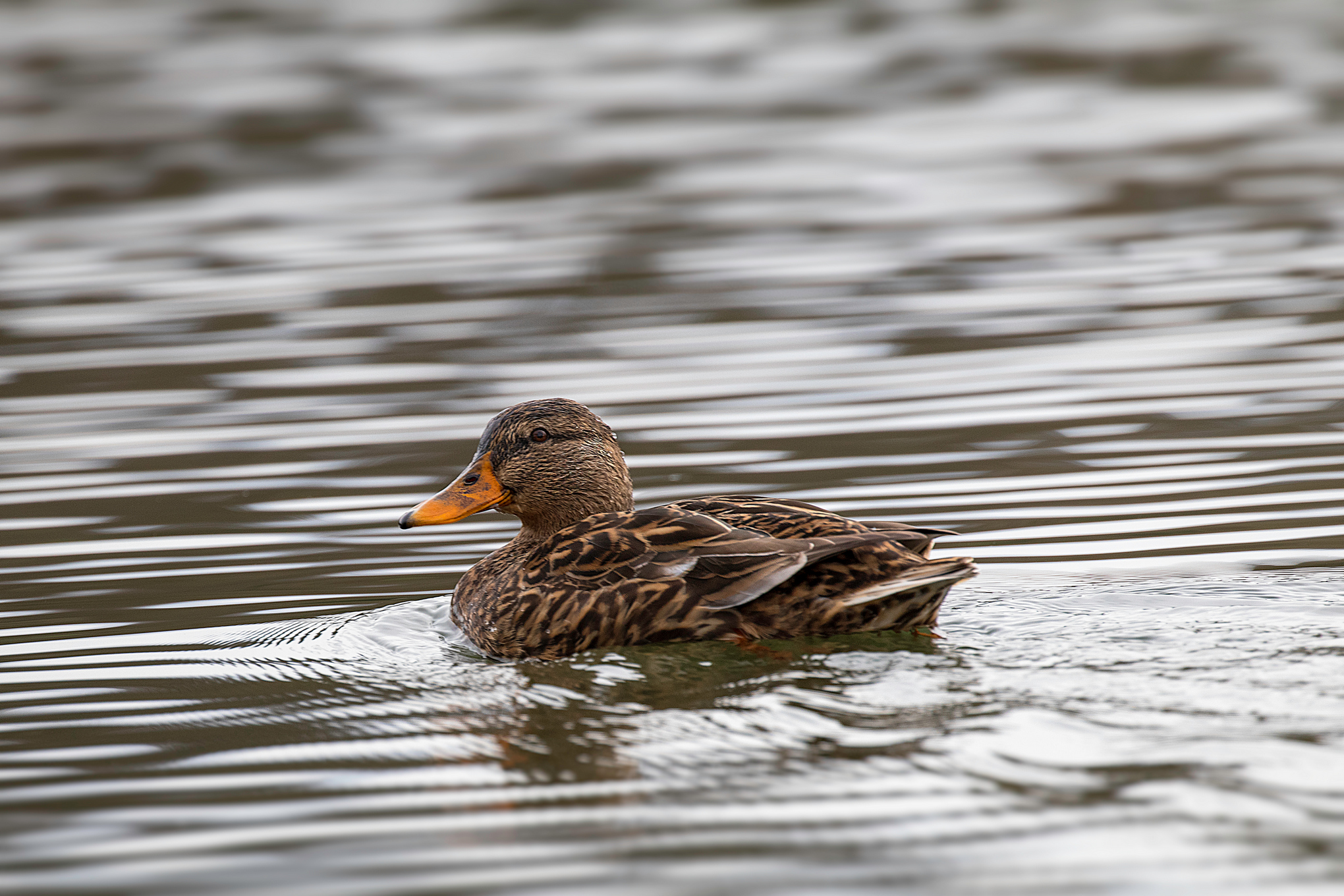 Hi Hello I'm in a hurry