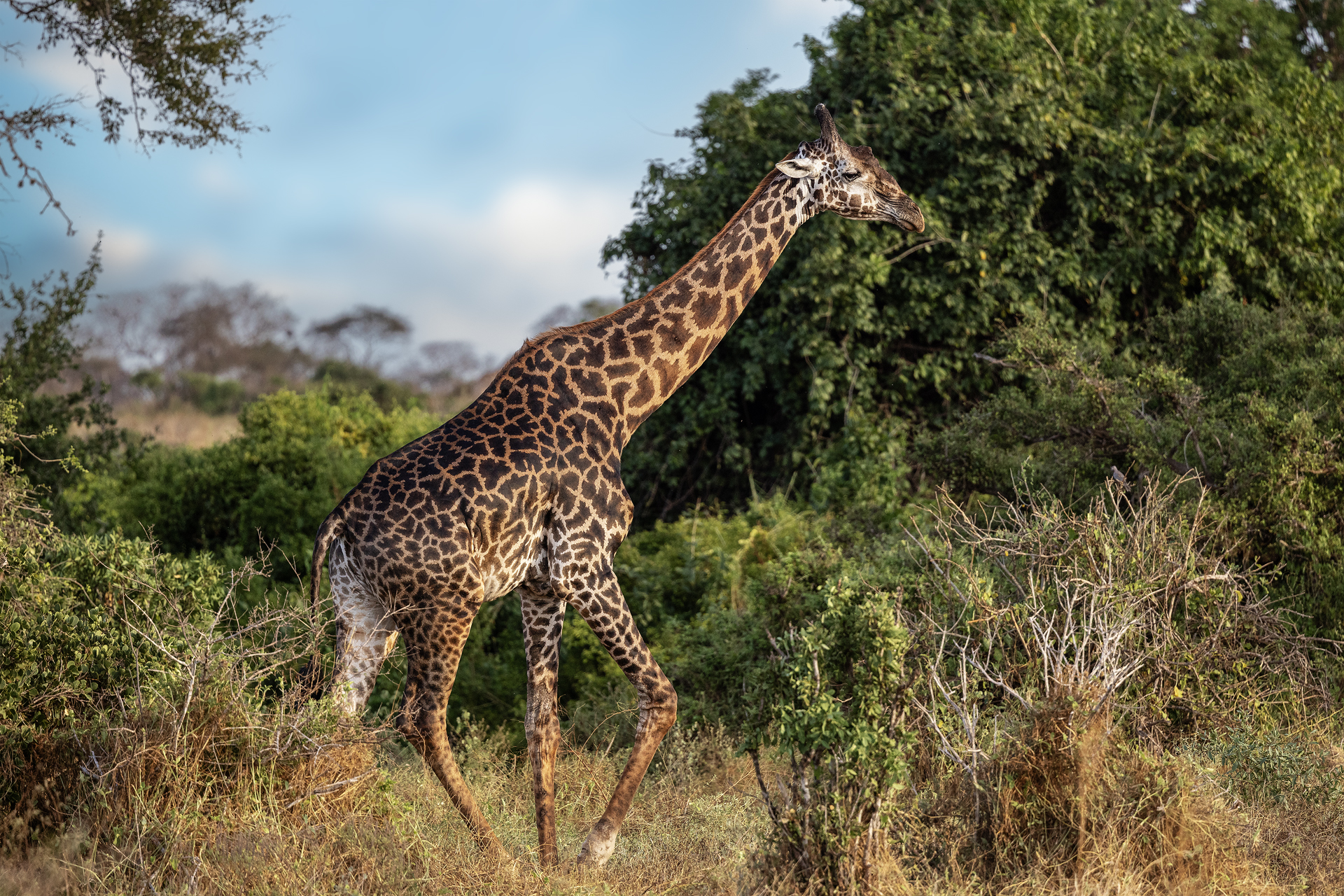 Giraffa a tsavo est