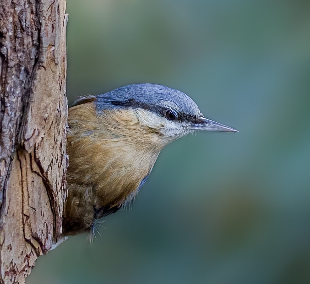 Wood nuthatch
