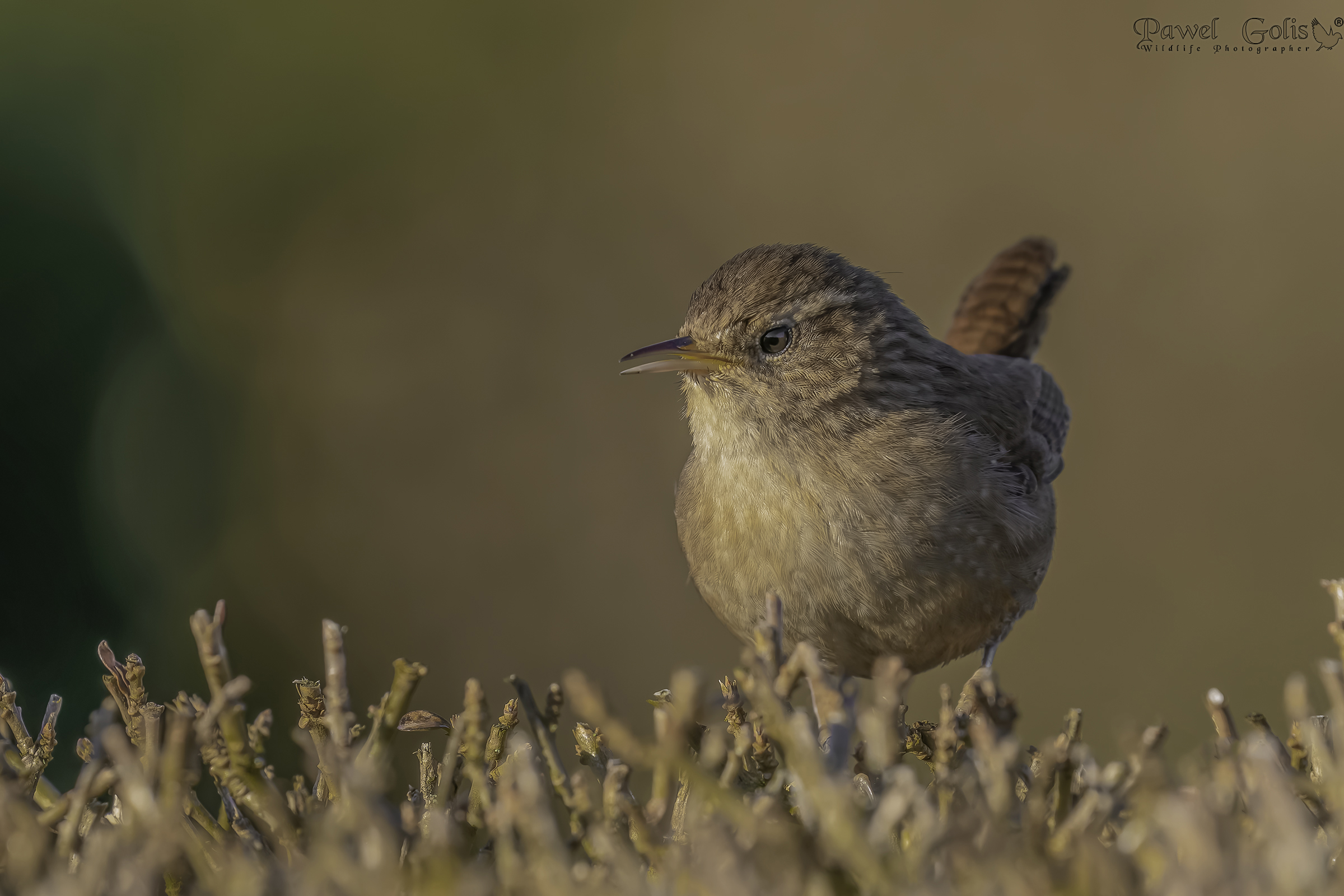 Scricciolo ( Troglodytes troglodytes )