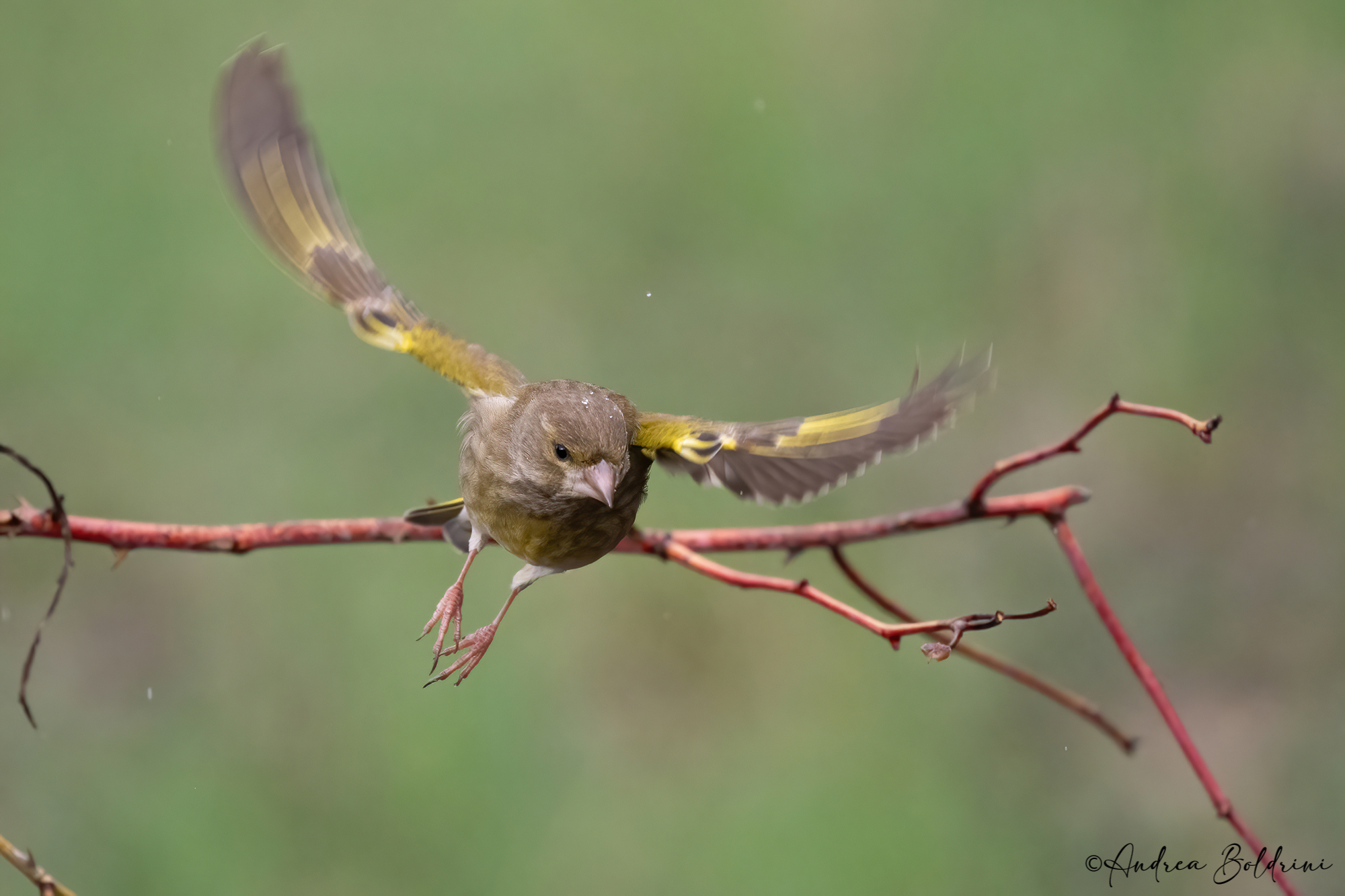 Greenfinch