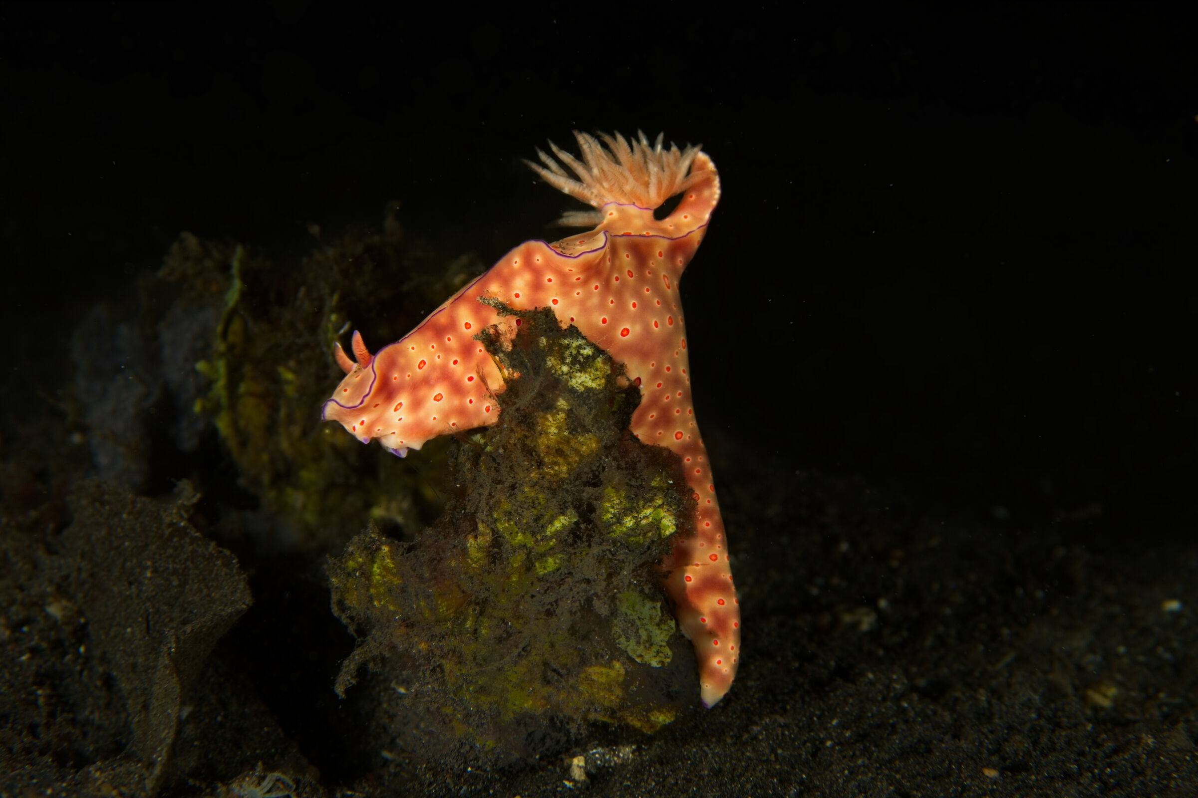 three-lobedt-bar nudibranch