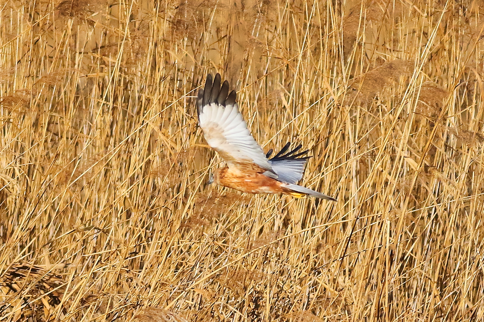 Marsh Harrier M 23-12-2023
