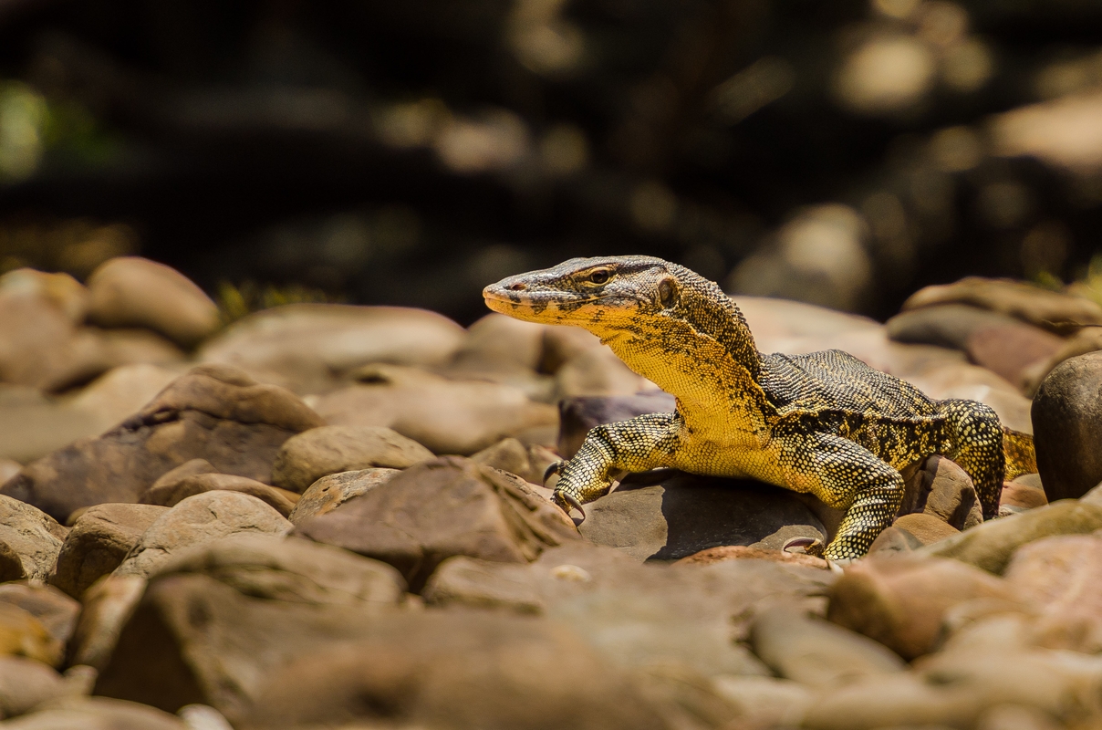 Malaysia - Varan in Taman Negara jungle