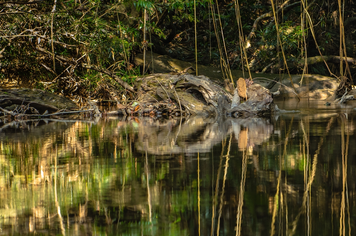 Malaysia - Taman Negara jungle