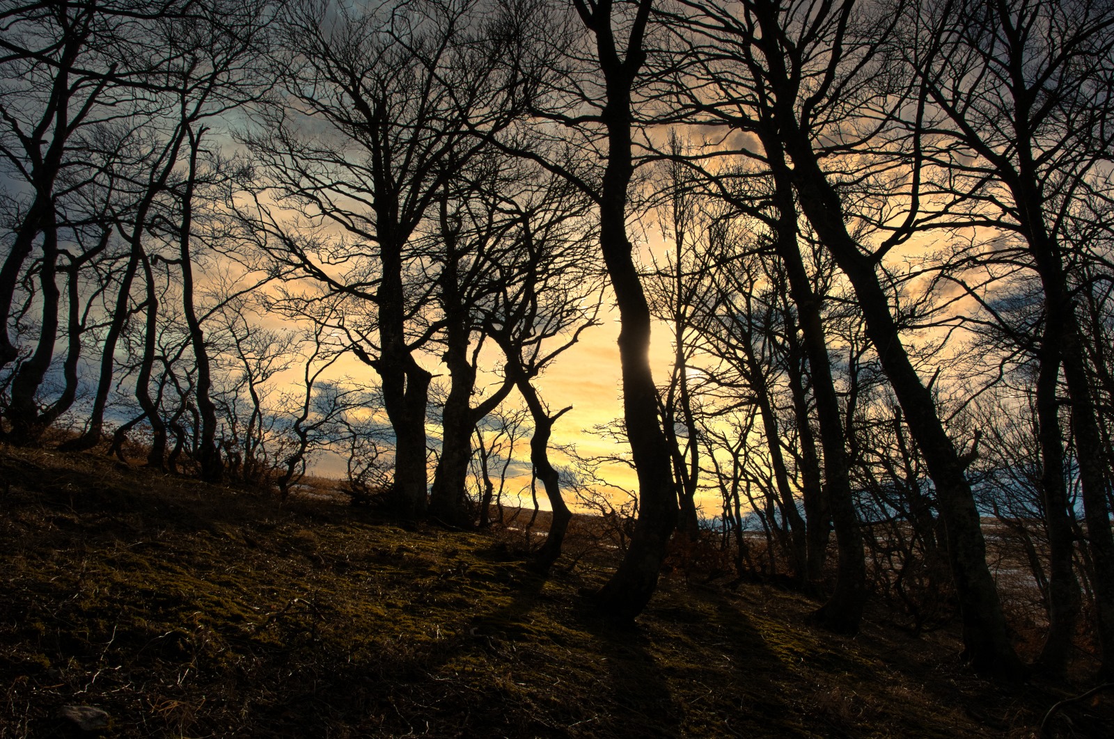 Tramonto nel bosco