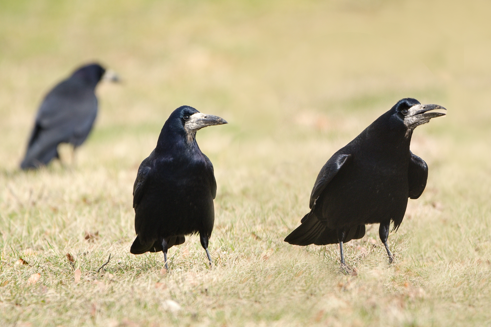 Corvus frugilegus